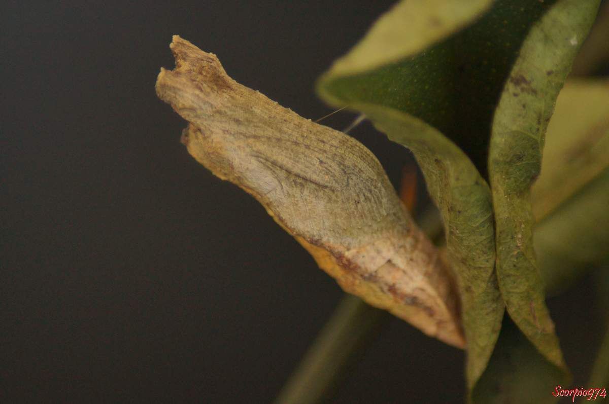 Papillon de Vinson, Papillon de Vinson 974, Papillon de Vinson Réunion, Papillon de Vinson à la Réunion, Papillon de Vinson de la Réunion, chenille Papillon de Vinson, chenille Papillon de Vinson 974, chenille Papillon de Vinson Réunion, chenille Papillon de Vinson Réunion, chenille Papillon de Vinson de la Réunion, chenille Papillon de Vinson à la Réunion, chenille Voilier des citronniers, chenille Voilier des citronniers 974, chenille Voilier des citronniers Réunion, chenille Voilier des citronniers à la Réunion, chenille Voilier des citronniers de la Réunion, Voilier des citronniers, Voilier des citronniers 974, Voilier des citronniers Réunion, Voilier des citronniers à la Réunion, Voilier des citronniers de la Réunion, Papilio demodocus (Esper, 1798), Papilio demodocus, Papilio demodocus 974, papilio demodocus Réunion, Papillon noir et jaune, papillon noire et jaune 974, grand papillon noir et jaune Réunion, demodocus 974, demodocus Réunion, demodocus à la Runion, demodocus de la Réunion, chenille 974, chenille Réunion, chenille, chenille à la Réunion, chenille de la Réunion, chenille du citronnier, chenille du citronnier 974, chenille du citronnier Réunion, chenille du citronnier à la Réunion, chenille du citronnier de la Réunion, chenille noire, chenille noire de la Réunion, chenille noire à la Réunion, chenille noire Réunion, chenille noire à bandes blanches , chenille noire à bandes blanches 974, chenille noire à bandes blanches Réunion, chenille noire à bandes blanches de la Réunion, chenille noire à bandes blanches à la Réunion, chenille Papilio demodocus, chenille Papilio demodocus 974, chenille Papilio demodocus Réunion, chenille Papilio demodocus de la Réunion, chenille Papilio demodocus à la Réunion