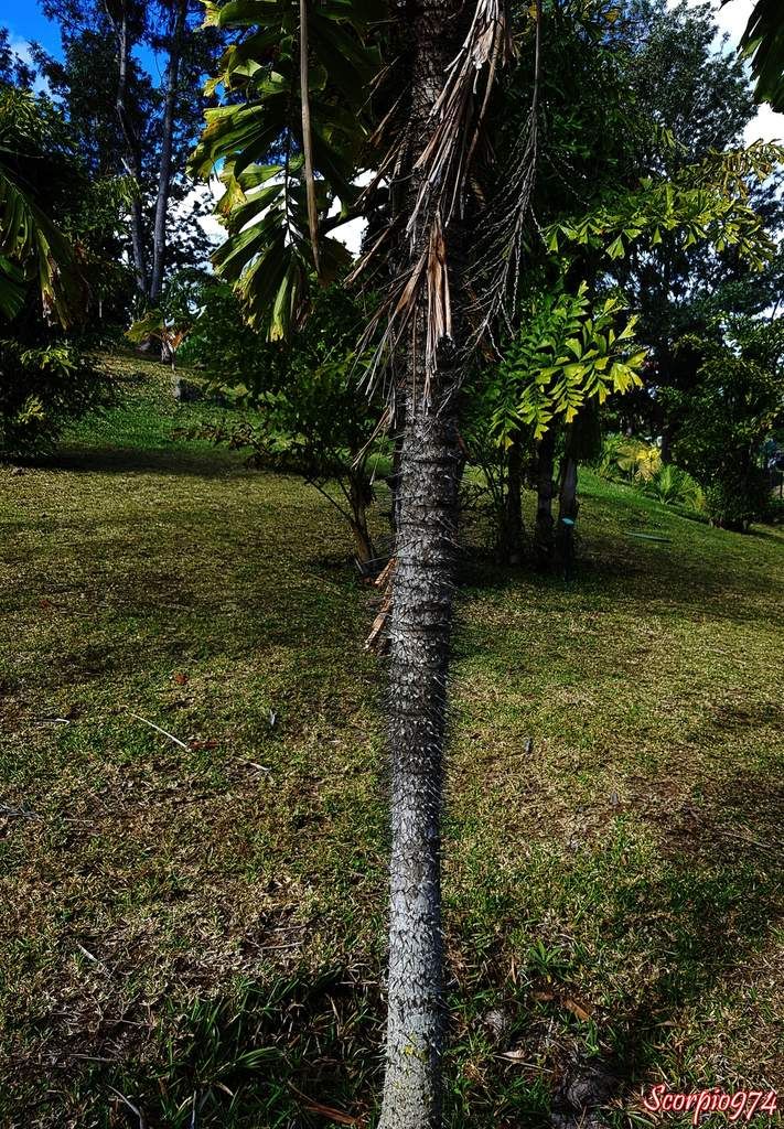 Le Palmier ébouriffé (Aiphanes horrida ((Jacq.) Burret, 1932)).