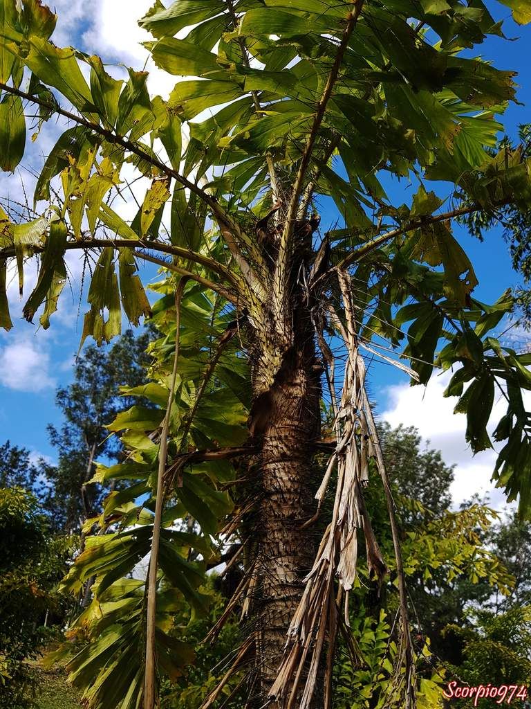 Aiphanes aculeata Willd, Aiphanes caryotifolia (Kunth) H.Wendl., Aiphanes elegans (Linden & H.Wendl.) H.Wendl., Aiphanes ernestii (Burret) Burret., Aiphanes killipii Burret,  Aiphanes orinocensis Burret., Aiphanes praemorsa (Poepp. ex Mart.) Burret, Bactris praemorsa Poepp. ex Mart., Caryota horrida Jacq., Euterpe aculeata (Willd.) Spreng., Marara aculeata (Willd.) H.Karst. ex H.Wendl., Marara bicuspidata H.Karst,  Marara caryotifolia (Kunth) H.Karst. ex H.Wendl, Martinezia aculeata (Willd.) Klotzsch., Martinezia aiphanes Mart, Martinezia caryotifolia Kunth., Tilmia caryotifolia (Kunth) O.F.Cook., Aiphanes horrida ((Jacq.) Burret, 1932), Palmier ébouriffé, palmier Réunion, palmier, palmier 974, palmier à la Réunion, palmier de la Réunion, aiphanes, 