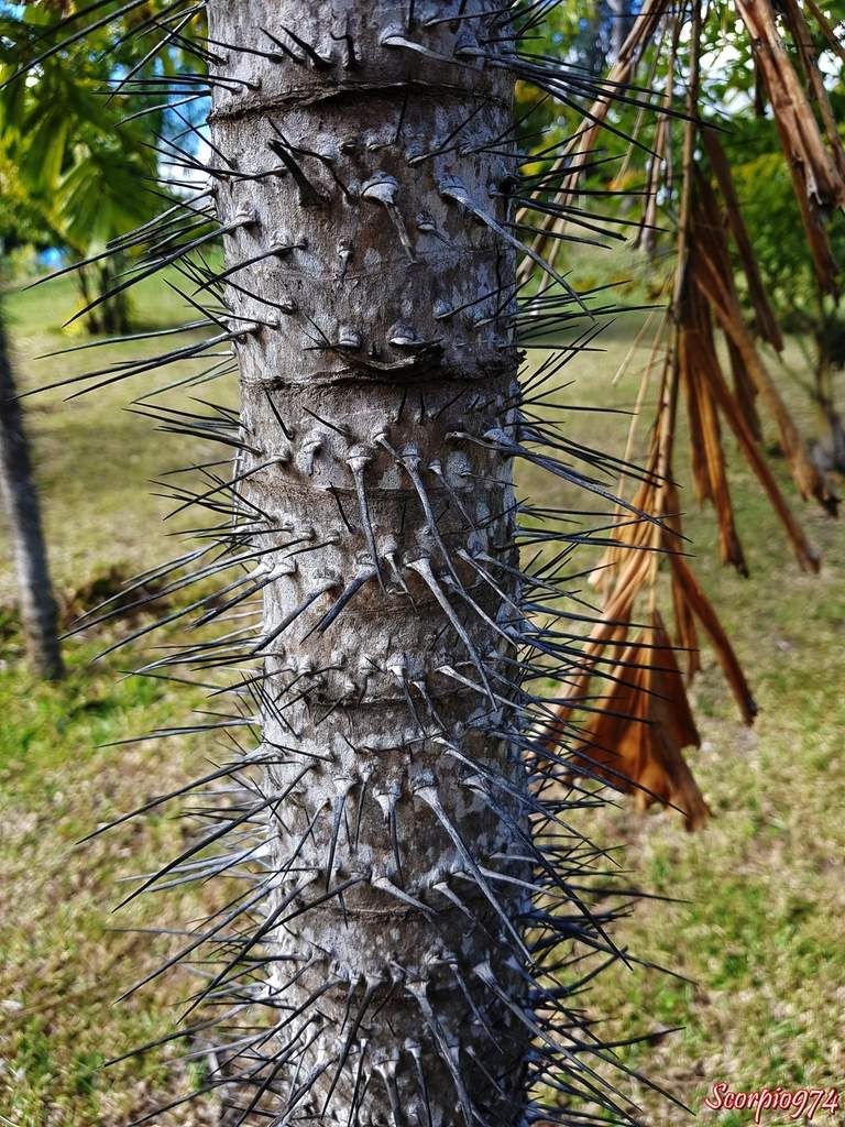Aiphanes aculeata Willd, Aiphanes caryotifolia (Kunth) H.Wendl., Aiphanes elegans (Linden & H.Wendl.) H.Wendl., Aiphanes ernestii (Burret) Burret., Aiphanes killipii Burret,  Aiphanes orinocensis Burret., Aiphanes praemorsa (Poepp. ex Mart.) Burret, Bactris praemorsa Poepp. ex Mart., Caryota horrida Jacq., Euterpe aculeata (Willd.) Spreng., Marara aculeata (Willd.) H.Karst. ex H.Wendl., Marara bicuspidata H.Karst,  Marara caryotifolia (Kunth) H.Karst. ex H.Wendl, Martinezia aculeata (Willd.) Klotzsch., Martinezia aiphanes Mart, Martinezia caryotifolia Kunth., Tilmia caryotifolia (Kunth) O.F.Cook., Aiphanes horrida ((Jacq.) Burret, 1932), Palmier ébouriffé, palmier Réunion, palmier, palmier 974, palmier à la Réunion, palmier de la Réunion, aiphanes, 