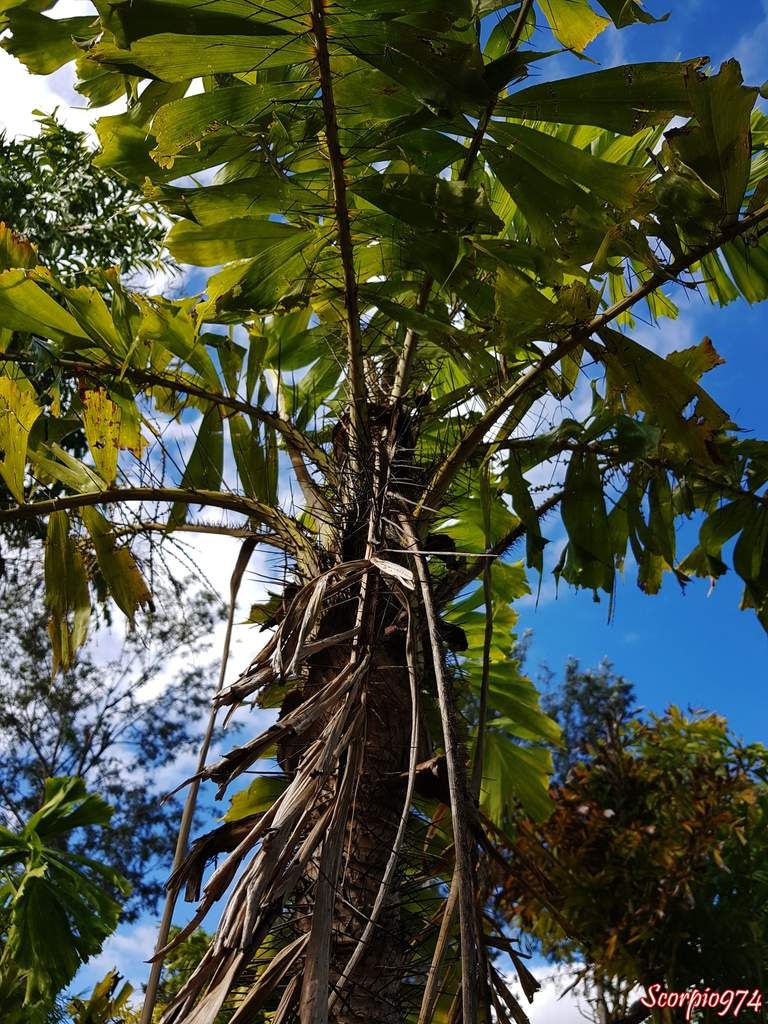 Aiphanes aculeata Willd, Aiphanes caryotifolia (Kunth) H.Wendl., Aiphanes elegans (Linden & H.Wendl.) H.Wendl., Aiphanes ernestii (Burret) Burret., Aiphanes killipii Burret,  Aiphanes orinocensis Burret., Aiphanes praemorsa (Poepp. ex Mart.) Burret, Bactris praemorsa Poepp. ex Mart., Caryota horrida Jacq., Euterpe aculeata (Willd.) Spreng., Marara aculeata (Willd.) H.Karst. ex H.Wendl., Marara bicuspidata H.Karst,  Marara caryotifolia (Kunth) H.Karst. ex H.Wendl, Martinezia aculeata (Willd.) Klotzsch., Martinezia aiphanes Mart, Martinezia caryotifolia Kunth., Tilmia caryotifolia (Kunth) O.F.Cook., Aiphanes horrida ((Jacq.) Burret, 1932), Palmier ébouriffé, palmier Réunion, palmier, palmier 974, palmier à la Réunion, palmier de la Réunion, aiphanes, 