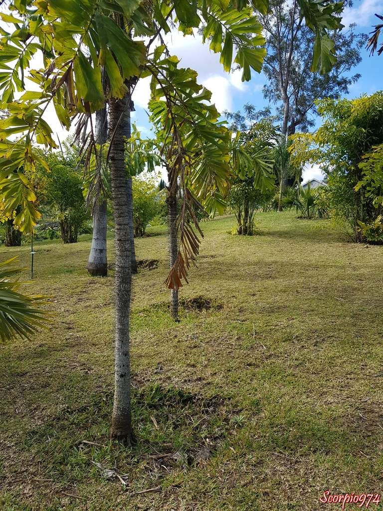 Aiphanes aculeata Willd, Aiphanes caryotifolia (Kunth) H.Wendl., Aiphanes elegans (Linden & H.Wendl.) H.Wendl., Aiphanes ernestii (Burret) Burret., Aiphanes killipii Burret,  Aiphanes orinocensis Burret., Aiphanes praemorsa (Poepp. ex Mart.) Burret, Bactris praemorsa Poepp. ex Mart., Caryota horrida Jacq., Euterpe aculeata (Willd.) Spreng., Marara aculeata (Willd.) H.Karst. ex H.Wendl., Marara bicuspidata H.Karst,  Marara caryotifolia (Kunth) H.Karst. ex H.Wendl, Martinezia aculeata (Willd.) Klotzsch., Martinezia aiphanes Mart, Martinezia caryotifolia Kunth., Tilmia caryotifolia (Kunth) O.F.Cook., Aiphanes horrida ((Jacq.) Burret, 1932), Palmier ébouriffé, palmier Réunion, palmier, palmier 974, palmier à la Réunion, palmier de la Réunion, aiphanes, 