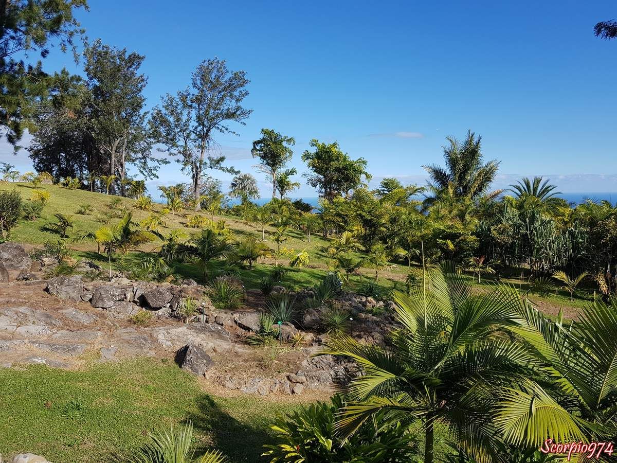 Parc des Palmier, parc, parc des palmier 974, parc des palmiers Réunion, parc des palmiers de la Réunion, parc des palmiers à la Réunion, parc, parc 974, parc Réunion, parc à la Réunion, parc de la Réunion, parc botanique, parc botanique 974, parc botanique Réunion, parc botanique à la Réunion, parc botanique de la Réunion, palmeraie, palmeraie de la Réunion, palmeraie à la Réunion, palmeraie 974, palmeraie Réunion, palmier, palmier 974, palmier Réunion, palmier à la Réunion, palmier de la Réunion, jardin, jardin 974, jardin Réunion, jardin à la Réunion, jardin de la Réunion,