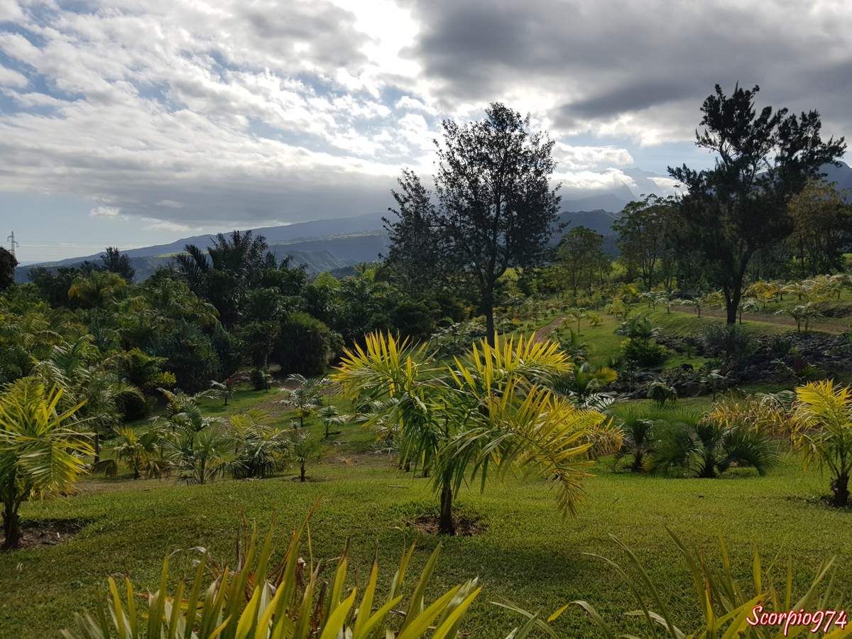 Parc des Palmier, parc, parc des palmier 974, parc des palmiers Réunion, parc des palmiers de la Réunion, parc des palmiers à la Réunion, parc, parc 974, parc Réunion, parc à la Réunion, parc de la Réunion, parc botanique, parc botanique 974, parc botanique Réunion, parc botanique à la Réunion, parc botanique de la Réunion, palmeraie, palmeraie de la Réunion, palmeraie à la Réunion, palmeraie 974, palmeraie Réunion, palmier, palmier 974, palmier Réunion, palmier à la Réunion, palmier de la Réunion, jardin, jardin 974, jardin Réunion, jardin à la Réunion, jardin de la Réunion,