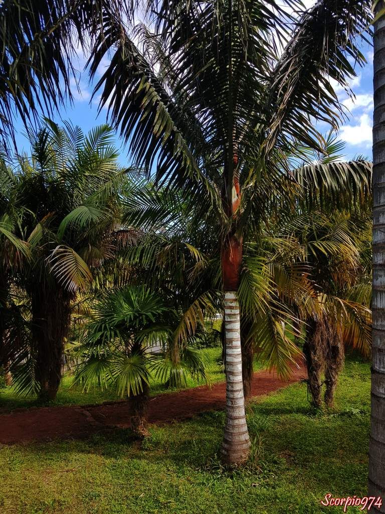 Le palmier Dypsis lastelliana ((Baill.) Beentje & J.Dransf., 1995).