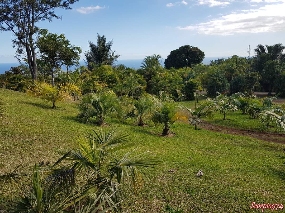 Parc des Palmier, parc, parc des palmier 974, parc des palmiers Réunion, parc des palmiers de la Réunion, parc des palmiers à la Réunion, parc, parc 974, parc Réunion, parc à la Réunion, parc de la Réunion, parc botanique, parc botanique 974, parc botanique Réunion, parc botanique à la Réunion, parc botanique de la Réunion, palmeraie, palmeraie de la Réunion, palmeraie à la Réunion, palmeraie 974, palmeraie Réunion, palmier, palmier 974, palmier Réunion, palmier à la Réunion, palmier de la Réunion, jardin, jardin 974, jardin Réunion, jardin à la Réunion, jardin de la Réunion,