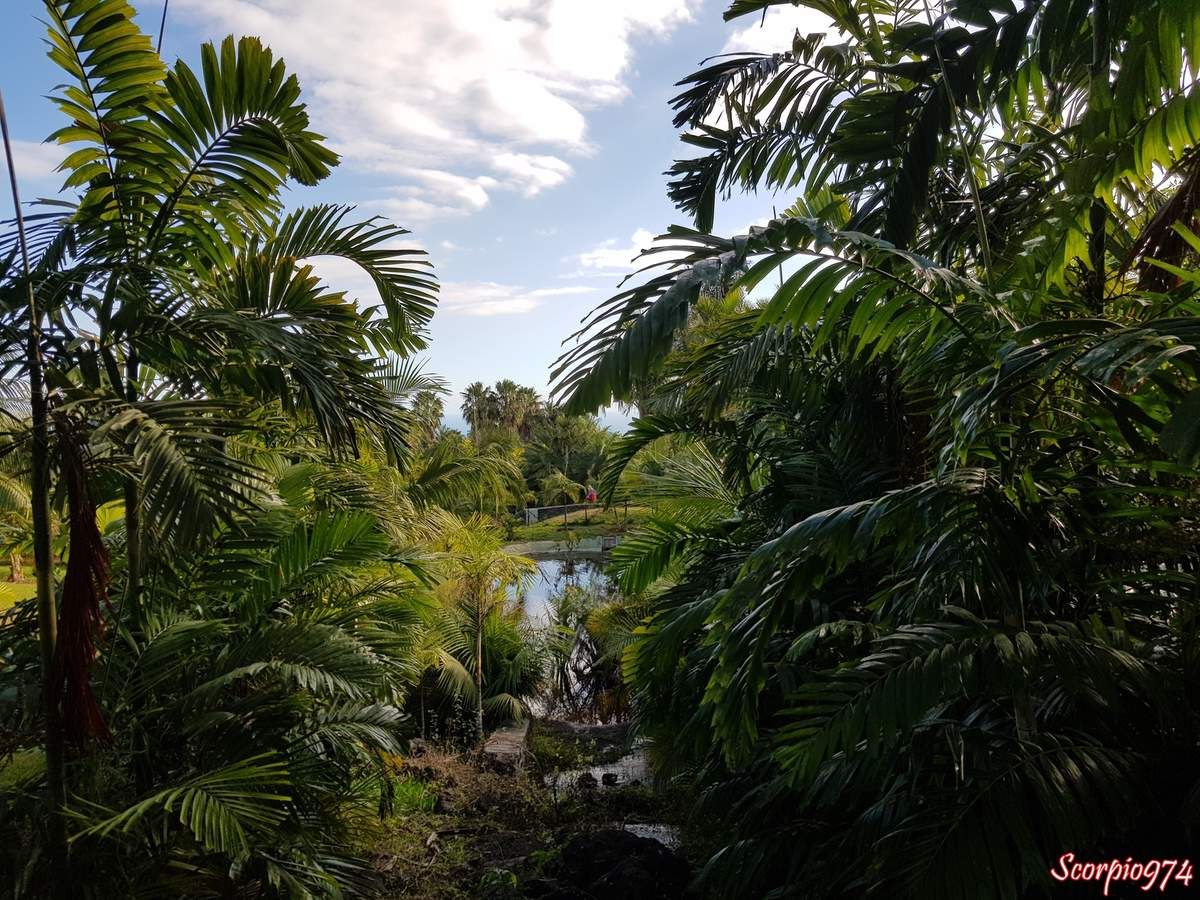 Parc des Palmier, parc, parc des palmier 974, parc des palmiers Réunion, parc des palmiers de la Réunion, parc des palmiers à la Réunion, parc, parc 974, parc Réunion, parc à la Réunion, parc de la Réunion, parc botanique, parc botanique 974, parc botanique Réunion, parc botanique à la Réunion, parc botanique de la Réunion, palmeraie, palmeraie de la Réunion, palmeraie à la Réunion, palmeraie 974, palmeraie Réunion, palmier, palmier 974, palmier Réunion, palmier à la Réunion, palmier de la Réunion, jardin, jardin 974, jardin Réunion, jardin à la Réunion, jardin de la Réunion,