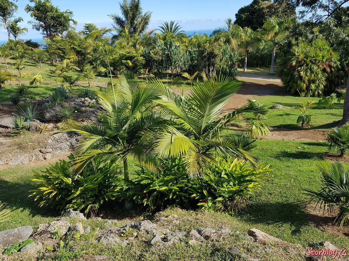 Parc des Palmier, parc, parc des palmier 974, parc des palmiers Réunion, parc des palmiers de la Réunion, parc des palmiers à la Réunion, parc, parc 974, parc Réunion, parc à la Réunion, parc de la Réunion, parc botanique, parc botanique 974, parc botanique Réunion, parc botanique à la Réunion, parc botanique de la Réunion, palmeraie, palmeraie de la Réunion, palmeraie à la Réunion, palmeraie 974, palmeraie Réunion, palmier, palmier 974, palmier Réunion, palmier à la Réunion, palmier de la Réunion, jardin, jardin 974, jardin Réunion, jardin à la Réunion, jardin de la Réunion,