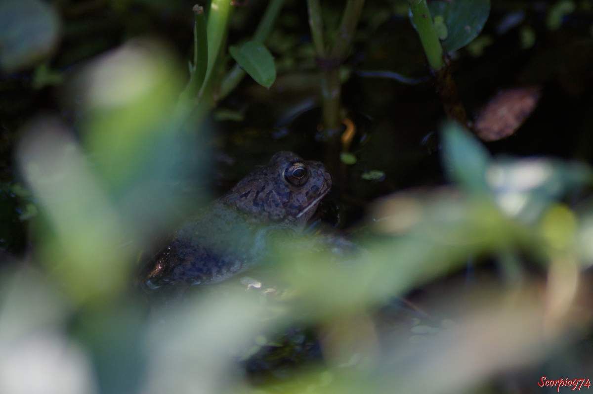 Un Crapaud guttural (Sclerophrys gutturalis (Power, 1927)).