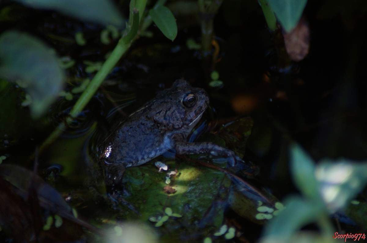 batracien introduit à la Réunion, batracien, batracien à la Réunion, batracien de la Réunion, batracien 974, batracien Réunion, crapaud, crapaud 974, crapaud Réunion, crapaud à la Réunion, crapaud de la Réunion, Crapaud guttural, Crapaud guttural 974, Crapaud guttural Réunion, Crapaud guttural à la Réunion, Crapaud guttural de la Réunion, Bufo gutturalis, Bufo gutturalis Réunion, Bufo gutturalis 974, Bufo gutturalis à la Réunion, Bufo gutturalis de la Réunion, Bufo regularis, Bufo regularis 974, Bufo regularis Réunion, Bufo regularis à la Réunion, Bufo regularis de la Réunion, Amietophrynus gutturalis, Amietophrynus gutturalis 974, Amietophrynus gutturalis Réunion, Amietophrynus gutturalis à la Réunion, Amietophrynus gutturalis de la Réunion, Sclerophrys gutturalis, Sclerophrys gutturalis 974, Sclerophrys gutturalis Réunion, Sclerophrys gutturalis de la Réunion, Sclerophrys gutturalis à la Réunion, crapaud introduit à la Réunion