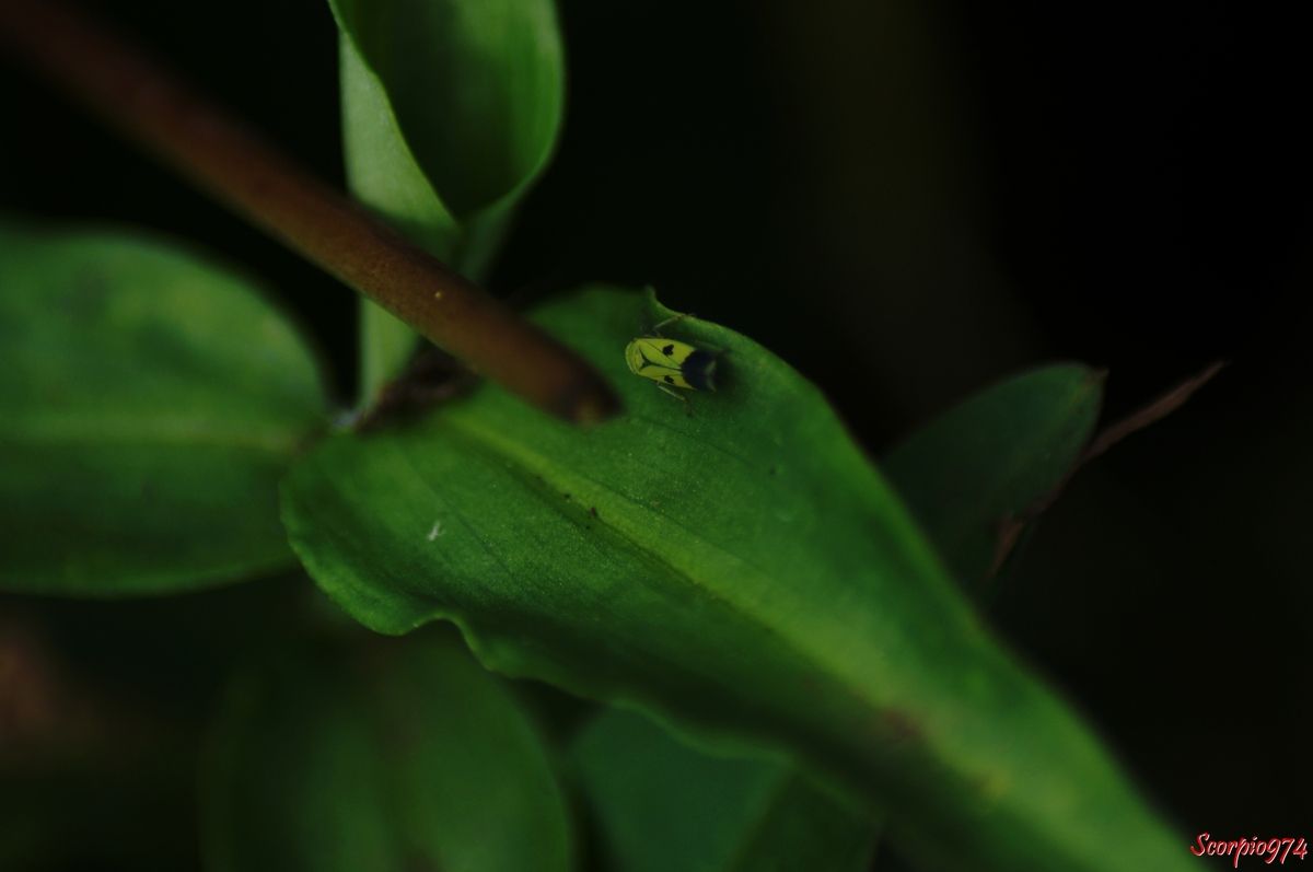 Cicadelle, cicadelle 974, cicadelle Réunion, cicadelle à la Réunion, cicadelle de la Réunion, cicadelle étang du Gol, cicadelle à Saint-Louis, insecte à l'étang du Gol, insecte, insecte à la Réunion, insecte Réunion, insecte 974, insecte de la Réunion, insecte vert tacheté de noir, insecte vert tacheté de noir 974, insecte vert tacheté de noir Réunion, insecte vert tacheté de noir à la Réunion, insecte vert tacheté de noir de la Réunion, insecte volant vert, insecte volant vert 974, insecte volant vert Réunion, insecte volant vert à la Réunion, insecte volant vert de la Réunion, cicadelle verte, cicadelle verte Réunion, cicadelle verte 974, cicadelle verte à la Réunion, cicadelle verte de la Réunion, Nephotettix modulatus (Melichar, 1912), Nephotettix modulatus (Melichar, 1912) 974, Nephotettix modulatus (Melichar, 1912) Réunion, Nephotettix modulatus (Melichar, 1912) de la Réunion, Nephotettix modulatus (Melichar, 1912) à la Réunion, Nephotettix modulatus, Nephotettix modulatus 974, Nephotettix modulatus Réunion, Nephotettix modulatus à la Réunion, Nephotettix modulatus de la Réunion, Nephotettix 974, Nephotettix, Nephotettix Réunion, Nephotettix à la Réunion, Nephotettix de la Réunion