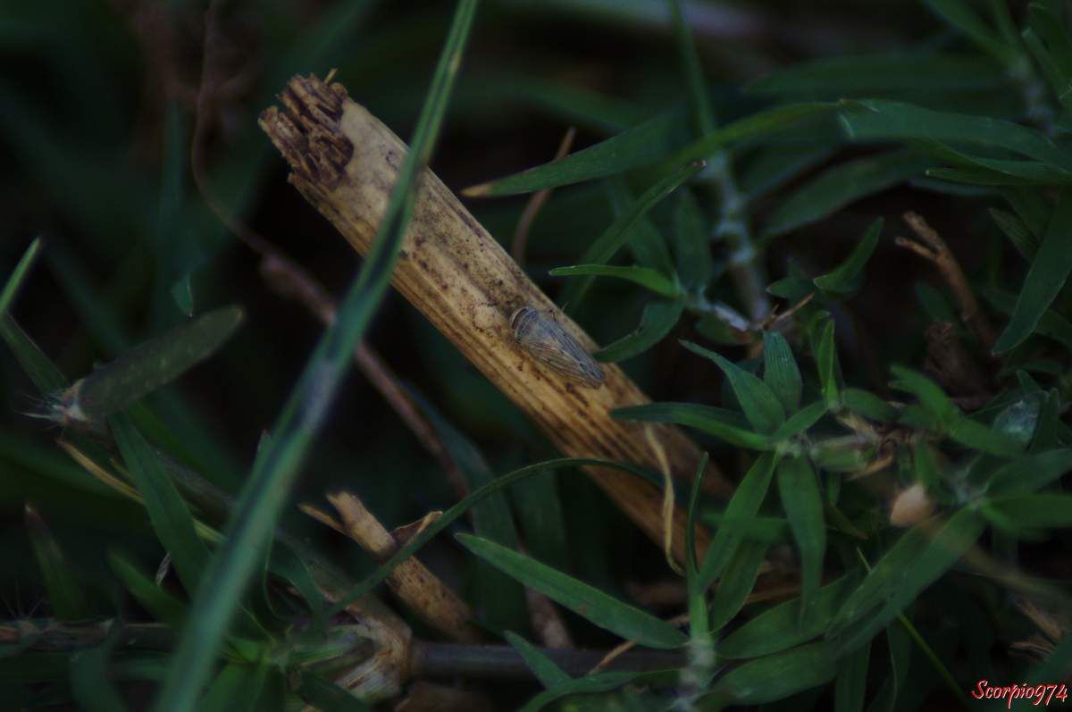 Cicadelle, cicadelle 974, cicadelle Réunion, cicadelle à la Réunion, cicadelle de la Réunion, cicadelle Exitianus, cicadelle Exitianus 974, Exitianus capicola, Exitianus capicola 974, Exitianus capicolaRéunion, Exitianus capicola à la Réunion, Exitianus capicola de la Réunion, cicadelle Exitianus Réunion, cicadelle Exitianus à la Réunion, cicadelle Exitianus de la Réunion, cicadelle à Saint-Philippe, petit insecte, petit insecte Réunion, petit insecte 974, petit insecte à la Réunion, insecte inconnue, insecte inconnu 974, insecte inconnu Réunion, insecte inconnu à la Réunion, insecte inconnu de la Réunion, Exitianus capicola (Stal, 1855), Exitianus capicola (Stal, 1855) 974, Exitianus capicola (Stal, 1855) Réunion, Exitianus capicola (Stal, 1855) à la Réunion, Exitianus capicola (Stal, 1855) de la Réunion, cicadelle Exitianus capicola (Stal, 1855), cicadelle Exitianus capicola (Stal, 1855) 974, cicadelle Exitianus capicola (Stal, 1855) Réunion, cicadelle Exitianus capicola (Stal, 1855) à la Réunion, cicadelle Exitianus capicola (Stal, 1855) de la Réunion, cicadelle Exitianus capicola, cicadelle Exitianus capicola 974, cicadelle Exitianus capicola Réunion, cicadelle Exitianus capicola à la Réunion, cicadelle Exitianus capicola de la Réunion, espèce introduite, espèce introduite 974, espèce introduite à la Réunion, espèce introduite de la Réunion, cicadelle introduite, cicadelle introduite 974, cicadelle introduite à la Réunion, cicadelle introduite de la Réunion, cicadelle introduite Réunion