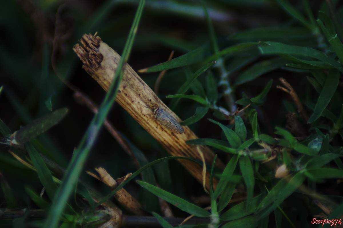 Cicadelle, cicadelle 974, cicadelle Réunion, cicadelle à la Réunion, cicadelle de la Réunion, cicadelle Exitianus, cicadelle Exitianus 974, Exitianus capicola, Exitianus capicola 974, Exitianus capicolaRéunion, Exitianus capicola à la Réunion, Exitianus capicola de la Réunion, cicadelle Exitianus Réunion, cicadelle Exitianus à la Réunion, cicadelle Exitianus de la Réunion, cicadelle à Saint-Philippe, petit insecte, petit insecte Réunion, petit insecte 974, petit insecte à la Réunion, insecte inconnue, insecte inconnu 974, insecte inconnu Réunion, insecte inconnu à la Réunion, insecte inconnu de la Réunion, Exitianus capicola (Stal, 1855), Exitianus capicola (Stal, 1855) 974, Exitianus capicola (Stal, 1855) Réunion, Exitianus capicola (Stal, 1855) à la Réunion, Exitianus capicola (Stal, 1855) de la Réunion, cicadelle Exitianus capicola (Stal, 1855), cicadelle Exitianus capicola (Stal, 1855) 974, cicadelle Exitianus capicola (Stal, 1855) Réunion, cicadelle Exitianus capicola (Stal, 1855) à la Réunion, cicadelle Exitianus capicola (Stal, 1855) de la Réunion, cicadelle Exitianus capicola, cicadelle Exitianus capicola 974, cicadelle Exitianus capicola Réunion, cicadelle Exitianus capicola à la Réunion, cicadelle Exitianus capicola de la Réunion, espèce introduite, espèce introduite 974, espèce introduite à la Réunion, espèce introduite de la Réunion, cicadelle introduite, cicadelle introduite 974, cicadelle introduite à la Réunion, cicadelle introduite de la Réunion, cicadelle introduite Réunion