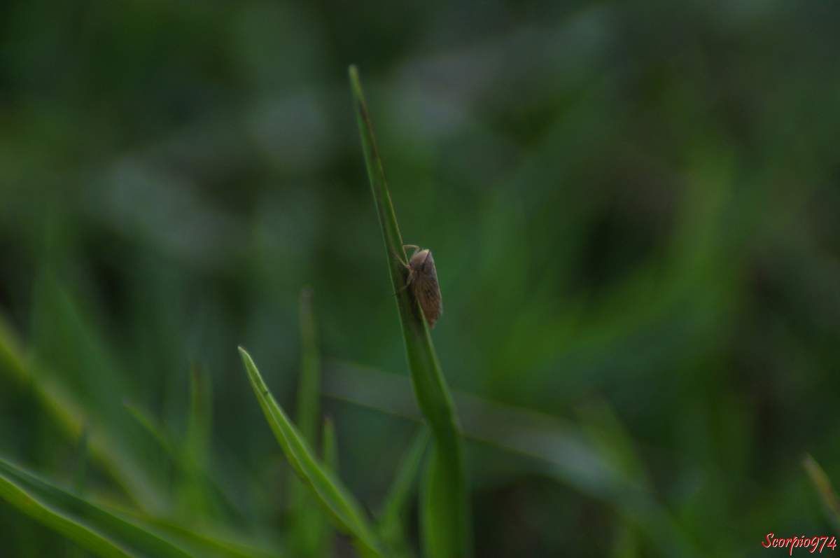 Cicadelle, cicadelle 974, cicadelle Réunion, cicadelle à la Réunion, cicadelle de la Réunion, cicadelle Exitianus, cicadelle Exitianus 974, Exitianus capicola, Exitianus capicola 974, Exitianus capicolaRéunion, Exitianus capicola à la Réunion, Exitianus capicola de la Réunion, cicadelle Exitianus Réunion, cicadelle Exitianus à la Réunion, cicadelle Exitianus de la Réunion, cicadelle à Saint-Philippe, petit insecte, petit insecte Réunion, petit insecte 974, petit insecte à la Réunion, insecte inconnue, insecte inconnu 974, insecte inconnu Réunion, insecte inconnu à la Réunion, insecte inconnu de la Réunion, Exitianus capicola (Stal, 1855), Exitianus capicola (Stal, 1855) 974, Exitianus capicola (Stal, 1855) Réunion, Exitianus capicola (Stal, 1855) à la Réunion, Exitianus capicola (Stal, 1855) de la Réunion, cicadelle Exitianus capicola (Stal, 1855), cicadelle Exitianus capicola (Stal, 1855) 974, cicadelle Exitianus capicola (Stal, 1855) Réunion, cicadelle Exitianus capicola (Stal, 1855) à la Réunion, cicadelle Exitianus capicola (Stal, 1855) de la Réunion, cicadelle Exitianus capicola, cicadelle Exitianus capicola 974, cicadelle Exitianus capicola Réunion, cicadelle Exitianus capicola à la Réunion, cicadelle Exitianus capicola de la Réunion, espèce introduite, espèce introduite 974, espèce introduite à la Réunion, espèce introduite de la Réunion, cicadelle introduite, cicadelle introduite 974, cicadelle introduite à la Réunion, cicadelle introduite de la Réunion, cicadelle introduite Réunion