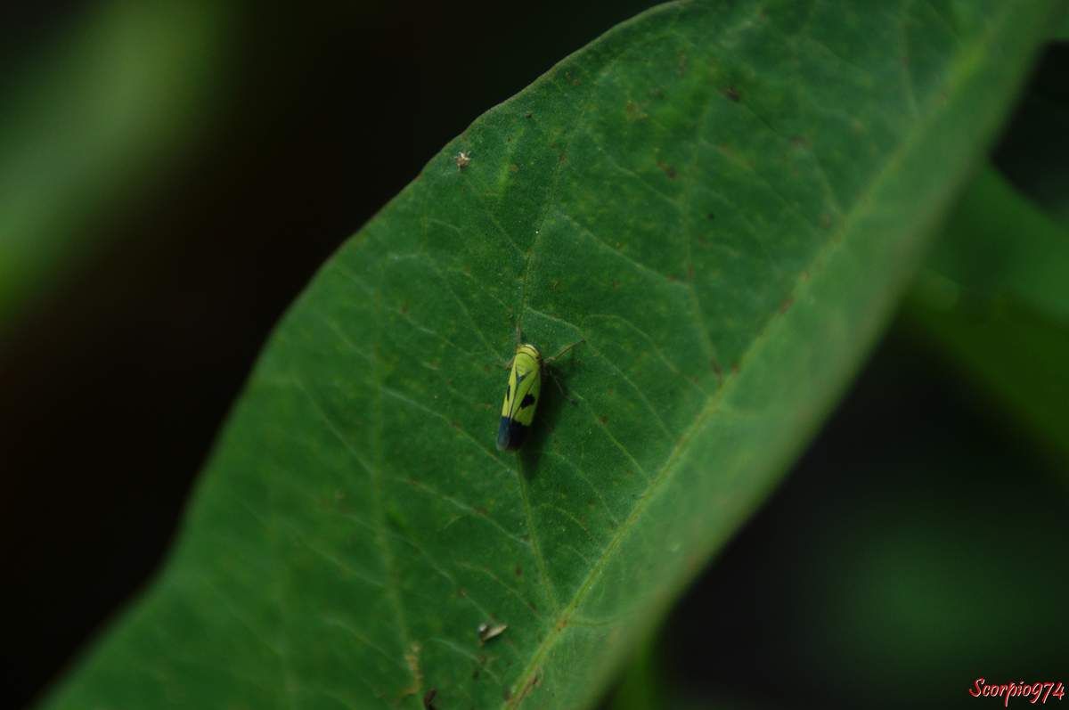 La cicadelle Nephotettix modulatus (Melichar, 1912). 