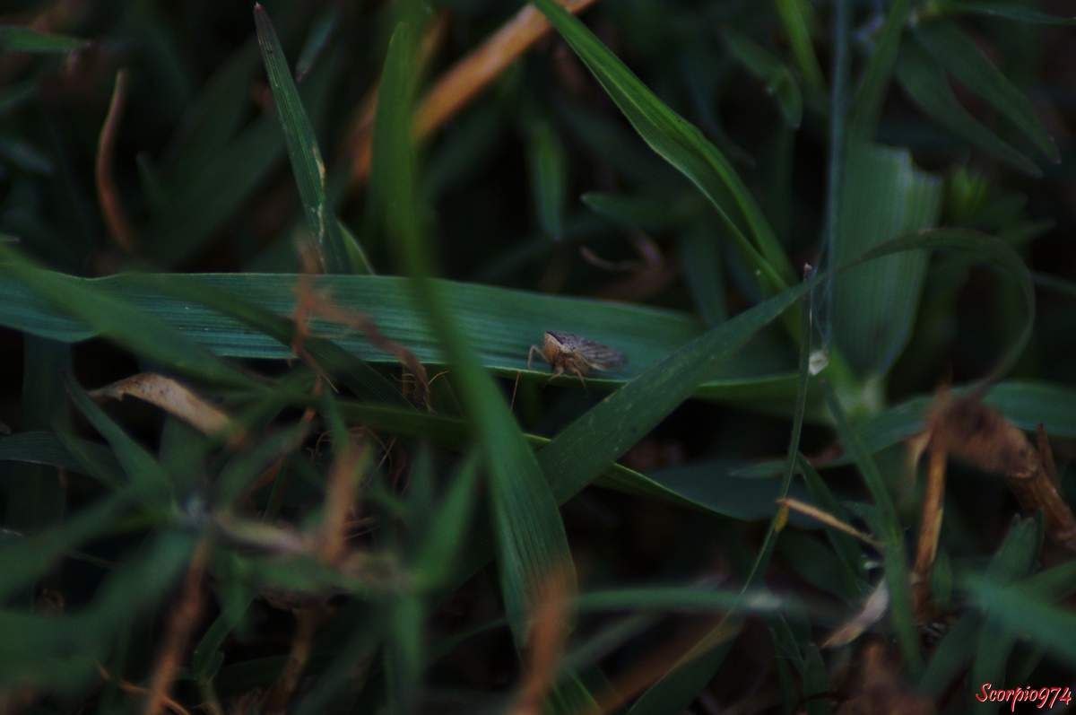 Cicadelle, cicadelle 974, cicadelle Réunion, cicadelle à la Réunion, cicadelle de la Réunion, cicadelle Exitianus, cicadelle Exitianus 974, Exitianus capicola, Exitianus capicola 974, Exitianus capicolaRéunion, Exitianus capicola à la Réunion, Exitianus capicola de la Réunion, cicadelle Exitianus Réunion, cicadelle Exitianus à la Réunion, cicadelle Exitianus de la Réunion, cicadelle à Saint-Philippe, petit insecte, petit insecte Réunion, petit insecte 974, petit insecte à la Réunion, insecte inconnue, insecte inconnu 974, insecte inconnu Réunion, insecte inconnu à la Réunion, insecte inconnu de la Réunion, Exitianus capicola (Stal, 1855), Exitianus capicola (Stal, 1855) 974, Exitianus capicola (Stal, 1855) Réunion, Exitianus capicola (Stal, 1855) à la Réunion, Exitianus capicola (Stal, 1855) de la Réunion, cicadelle Exitianus capicola (Stal, 1855), cicadelle Exitianus capicola (Stal, 1855) 974, cicadelle Exitianus capicola (Stal, 1855) Réunion, cicadelle Exitianus capicola (Stal, 1855) à la Réunion, cicadelle Exitianus capicola (Stal, 1855) de la Réunion, cicadelle Exitianus capicola, cicadelle Exitianus capicola 974, cicadelle Exitianus capicola Réunion, cicadelle Exitianus capicola à la Réunion, cicadelle Exitianus capicola de la Réunion, espèce introduite, espèce introduite 974, espèce introduite à la Réunion, espèce introduite de la Réunion, cicadelle introduite, cicadelle introduite 974, cicadelle introduite à la Réunion, cicadelle introduite de la Réunion, cicadelle introduite Réunion