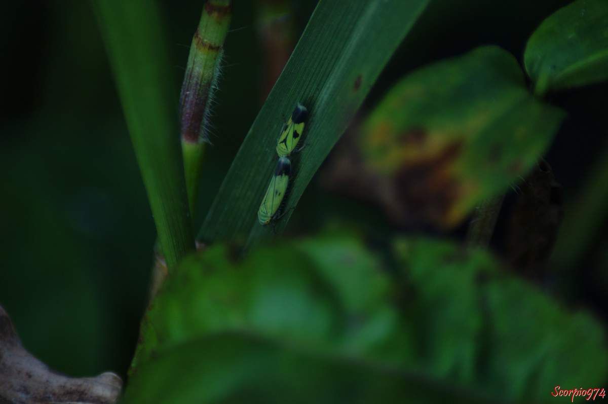 Cicadelle, cicadelle 974, cicadelle Réunion, cicadelle à la Réunion, cicadelle de la Réunion, cicadelle étang du Gol, cicadelle à Saint-Louis, insecte à l'étang du Gol, insecte, insecte à la Réunion, insecte Réunion, insecte 974, insecte de la Réunion, insecte vert tacheté de noir, insecte vert tacheté de noir 974, insecte vert tacheté de noir Réunion, insecte vert tacheté de noir à la Réunion, insecte vert tacheté de noir de la Réunion, insecte volant vert, insecte volant vert 974, insecte volant vert Réunion, insecte volant vert à la Réunion, insecte volant vert de la Réunion, cicadelle verte, cicadelle verte Réunion, cicadelle verte 974, cicadelle verte à la Réunion, cicadelle verte de la Réunion, Nephotettix modulatus (Melichar, 1912), Nephotettix modulatus (Melichar, 1912) 974, Nephotettix modulatus (Melichar, 1912) Réunion, Nephotettix modulatus (Melichar, 1912) de la Réunion, Nephotettix modulatus (Melichar, 1912) à la Réunion, Nephotettix modulatus, Nephotettix modulatus 974, Nephotettix modulatus Réunion, Nephotettix modulatus à la Réunion, Nephotettix modulatus de la Réunion, Nephotettix 974, Nephotettix, Nephotettix Réunion, Nephotettix à la Réunion, Nephotettix de la Réunion