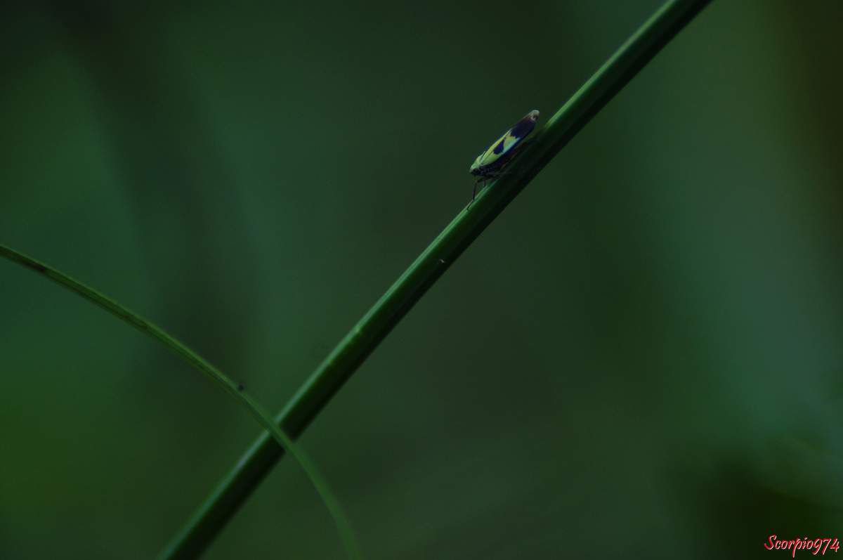 Cicadelle, cicadelle 974, cicadelle Réunion, cicadelle à la Réunion, cicadelle de la Réunion, cicadelle étang du Gol, cicadelle à Saint-Louis, insecte à l'étang du Gol, insecte, insecte à la Réunion, insecte Réunion, insecte 974, insecte de la Réunion, insecte vert tacheté de noir, insecte vert tacheté de noir 974, insecte vert tacheté de noir Réunion, insecte vert tacheté de noir à la Réunion, insecte vert tacheté de noir de la Réunion, insecte volant vert, insecte volant vert 974, insecte volant vert Réunion, insecte volant vert à la Réunion, insecte volant vert de la Réunion, cicadelle verte, cicadelle verte Réunion, cicadelle verte 974, cicadelle verte à la Réunion, cicadelle verte de la Réunion, Nephotettix modulatus (Melichar, 1912), Nephotettix modulatus (Melichar, 1912) 974, Nephotettix modulatus (Melichar, 1912) Réunion, Nephotettix modulatus (Melichar, 1912) de la Réunion, Nephotettix modulatus (Melichar, 1912) à la Réunion, Nephotettix modulatus, Nephotettix modulatus 974, Nephotettix modulatus Réunion, Nephotettix modulatus à la Réunion, Nephotettix modulatus de la Réunion, Nephotettix 974, Nephotettix, Nephotettix Réunion, Nephotettix à la Réunion, Nephotettix de la Réunion