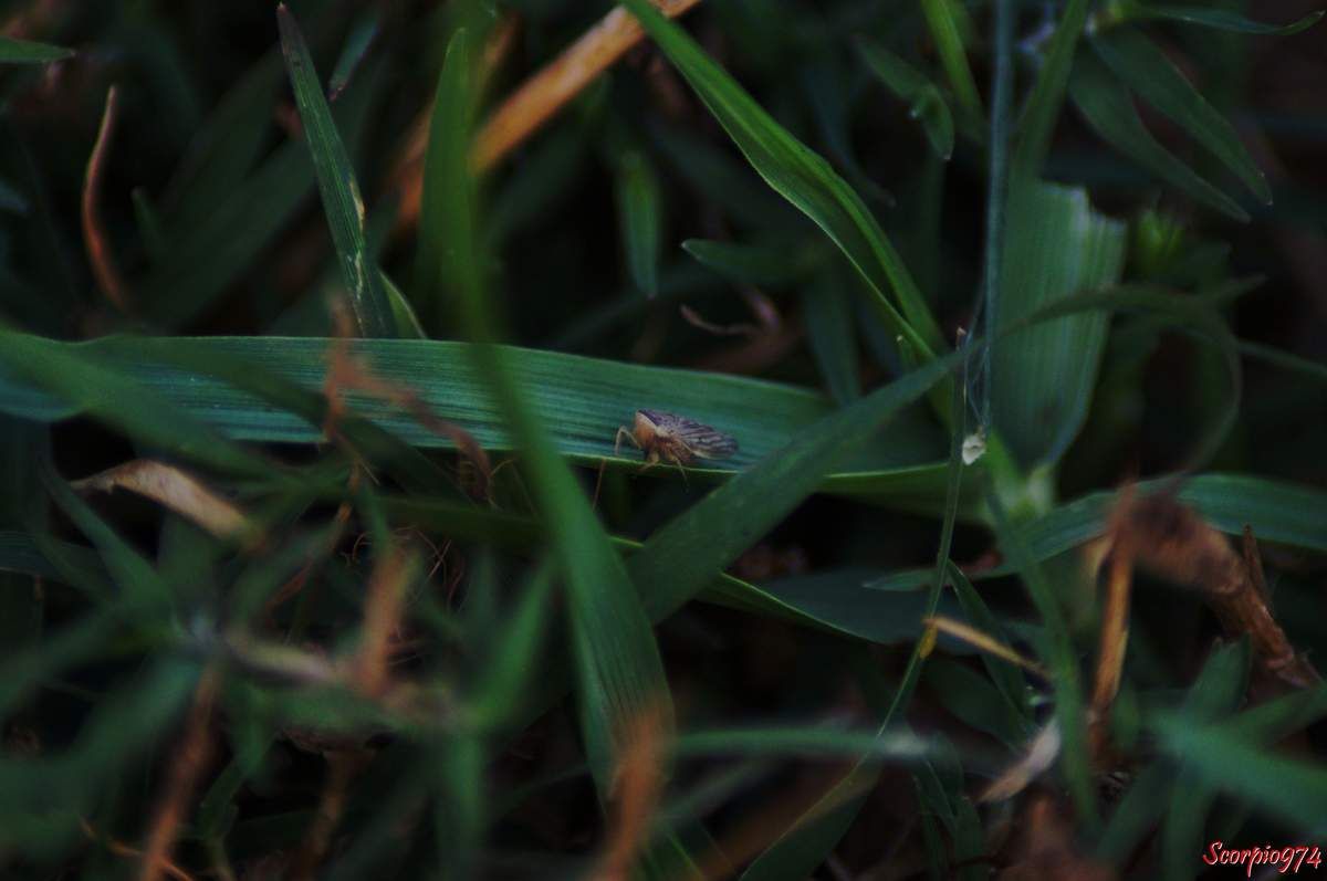 Cicadelle, cicadelle 974, cicadelle Réunion, cicadelle à la Réunion, cicadelle de la Réunion, cicadelle Exitianus, cicadelle Exitianus 974, Exitianus capicola, Exitianus capicola 974, Exitianus capicolaRéunion, Exitianus capicola à la Réunion, Exitianus capicola de la Réunion, cicadelle Exitianus Réunion, cicadelle Exitianus à la Réunion, cicadelle Exitianus de la Réunion, cicadelle à Saint-Philippe, petit insecte, petit insecte Réunion, petit insecte 974, petit insecte à la Réunion, insecte inconnue, insecte inconnu 974, insecte inconnu Réunion, insecte inconnu à la Réunion, insecte inconnu de la Réunion, Exitianus capicola (Stal, 1855), Exitianus capicola (Stal, 1855) 974, Exitianus capicola (Stal, 1855) Réunion, Exitianus capicola (Stal, 1855) à la Réunion, Exitianus capicola (Stal, 1855) de la Réunion, cicadelle Exitianus capicola (Stal, 1855), cicadelle Exitianus capicola (Stal, 1855) 974, cicadelle Exitianus capicola (Stal, 1855) Réunion, cicadelle Exitianus capicola (Stal, 1855) à la Réunion, cicadelle Exitianus capicola (Stal, 1855) de la Réunion, cicadelle Exitianus capicola, cicadelle Exitianus capicola 974, cicadelle Exitianus capicola Réunion, cicadelle Exitianus capicola à la Réunion, cicadelle Exitianus capicola de la Réunion, espèce introduite, espèce introduite 974, espèce introduite à la Réunion, espèce introduite de la Réunion, cicadelle introduite, cicadelle introduite 974, cicadelle introduite à la Réunion, cicadelle introduite de la Réunion, cicadelle introduite Réunion