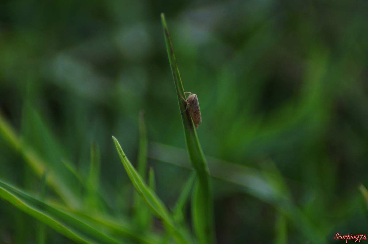 La cicadelle Exitianus capicola (Stål, 1855).