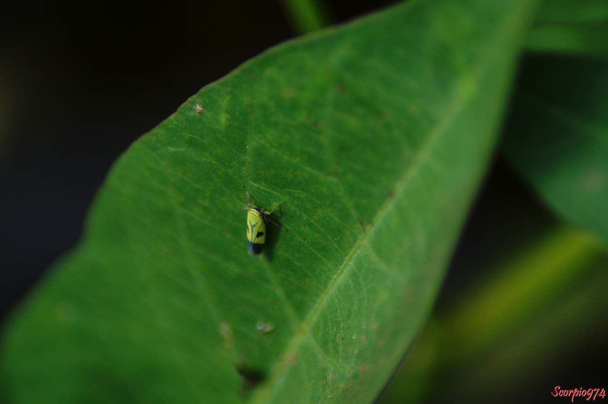 Cicadelle, cicadelle 974, cicadelle Réunion, cicadelle à la Réunion, cicadelle de la Réunion, cicadelle étang du Gol, cicadelle à Saint-Louis, insecte à l'étang du Gol, insecte, insecte à la Réunion, insecte Réunion, insecte 974, insecte de la Réunion, insecte vert tacheté de noir, insecte vert tacheté de noir 974, insecte vert tacheté de noir Réunion, insecte vert tacheté de noir à la Réunion, insecte vert tacheté de noir de la Réunion, insecte volant vert, insecte volant vert 974, insecte volant vert Réunion, insecte volant vert à la Réunion, insecte volant vert de la Réunion, cicadelle verte, cicadelle verte Réunion, cicadelle verte 974, cicadelle verte à la Réunion, cicadelle verte de la Réunion, Nephotettix modulatus (Melichar, 1912), Nephotettix modulatus (Melichar, 1912) 974, Nephotettix modulatus (Melichar, 1912) Réunion, Nephotettix modulatus (Melichar, 1912) de la Réunion, Nephotettix modulatus (Melichar, 1912) à la Réunion, Nephotettix modulatus, Nephotettix modulatus 974, Nephotettix modulatus Réunion, Nephotettix modulatus à la Réunion, Nephotettix modulatus de la Réunion, Nephotettix 974, Nephotettix, Nephotettix Réunion, Nephotettix à la Réunion, Nephotettix de la Réunion