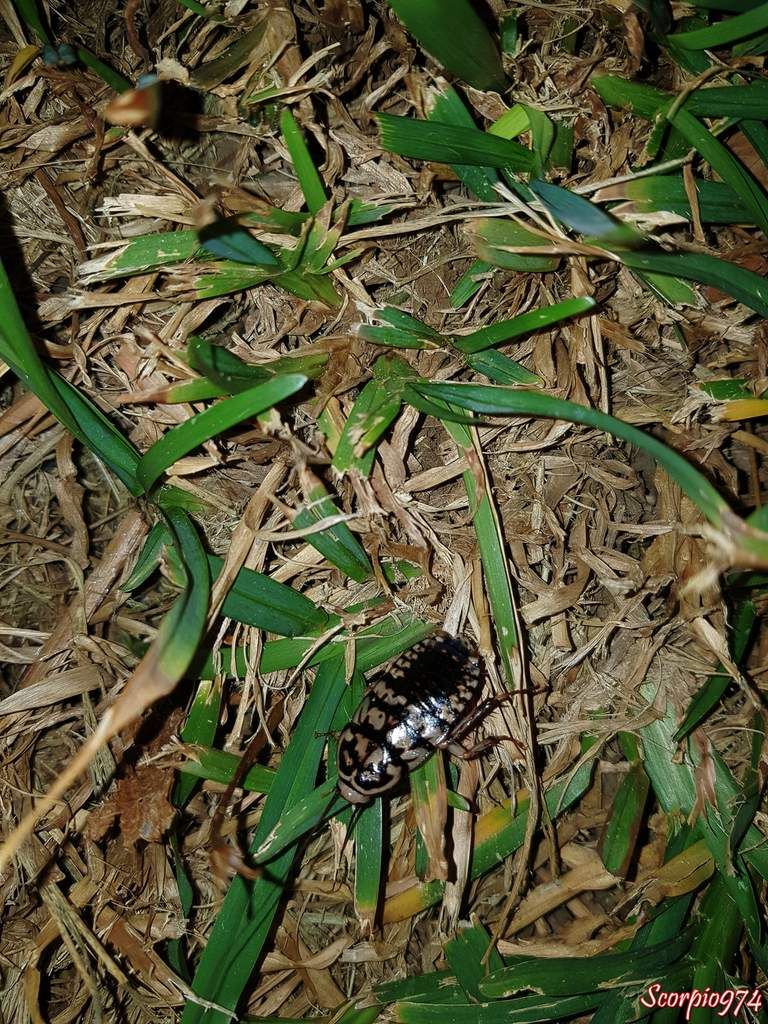 cafard, cafard 974, cafard Réunion, cafard de la Réunion, cafard à la Réunion, blatte, blatte 974, blatte Réunion, blatte à la Réunion, blatte de la Réunion, cancrelat, cancrelat 974, cancrelat Réunion, cancrelat à la Réunion, cancrelat de la Réunion, cancrelat arlequin, cancrelat arlequin 974, cancrelat arlequin Réunion, cancrelat arlequin à la Réunion, cancrelat arlequin de la Réunion, cafard arlequin, cafard arlequin 974, cafard arlequin Réunion, cafard arlequin de la Réunion, cafard arlequin à la Réunion, insecte, insecte 974, insecte Réunion, insecte à la Réunion, insecte de la Réunion, nuisible, nuisible 974, nuisible Réunion, nuisible de la Réunion, nuisible à la Réunion, nuisibles, blatte, blatte 974, blatte Réunion, blatte à la Réunion, blatte de la Réunion