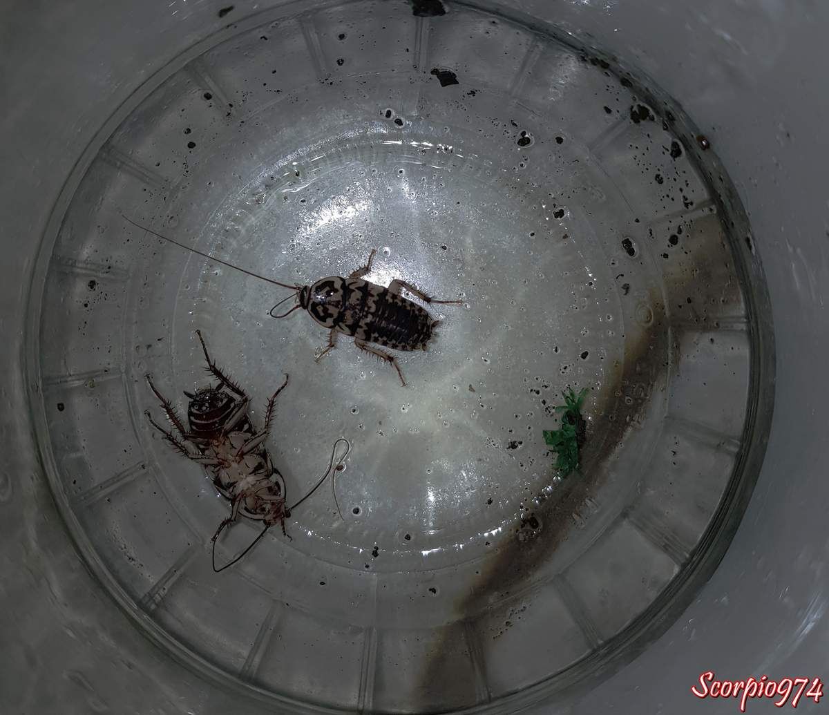 cafard, cafard 974, cafard Réunion, cafard de la Réunion, cafard à la Réunion, blatte, blatte 974, blatte Réunion, blatte à la Réunion, blatte de la Réunion, cancrelat, cancrelat 974, cancrelat Réunion, cancrelat à la Réunion, cancrelat de la Réunion, cancrelat arlequin, cancrelat arlequin 974, cancrelat arlequin Réunion, cancrelat arlequin à la Réunion, cancrelat arlequin de la Réunion, cafard arlequin, cafard arlequin 974, cafard arlequin Réunion, cafard arlequin de la Réunion, cafard arlequin à la Réunion, insecte, insecte 974, insecte Réunion, insecte à la Réunion, insecte de la Réunion, nuisible, nuisible 974, nuisible Réunion, nuisible de la Réunion, nuisible à la Réunion, nuisibles, blatte, blatte 974, blatte Réunion, blatte à la Réunion, blatte de la Réunion