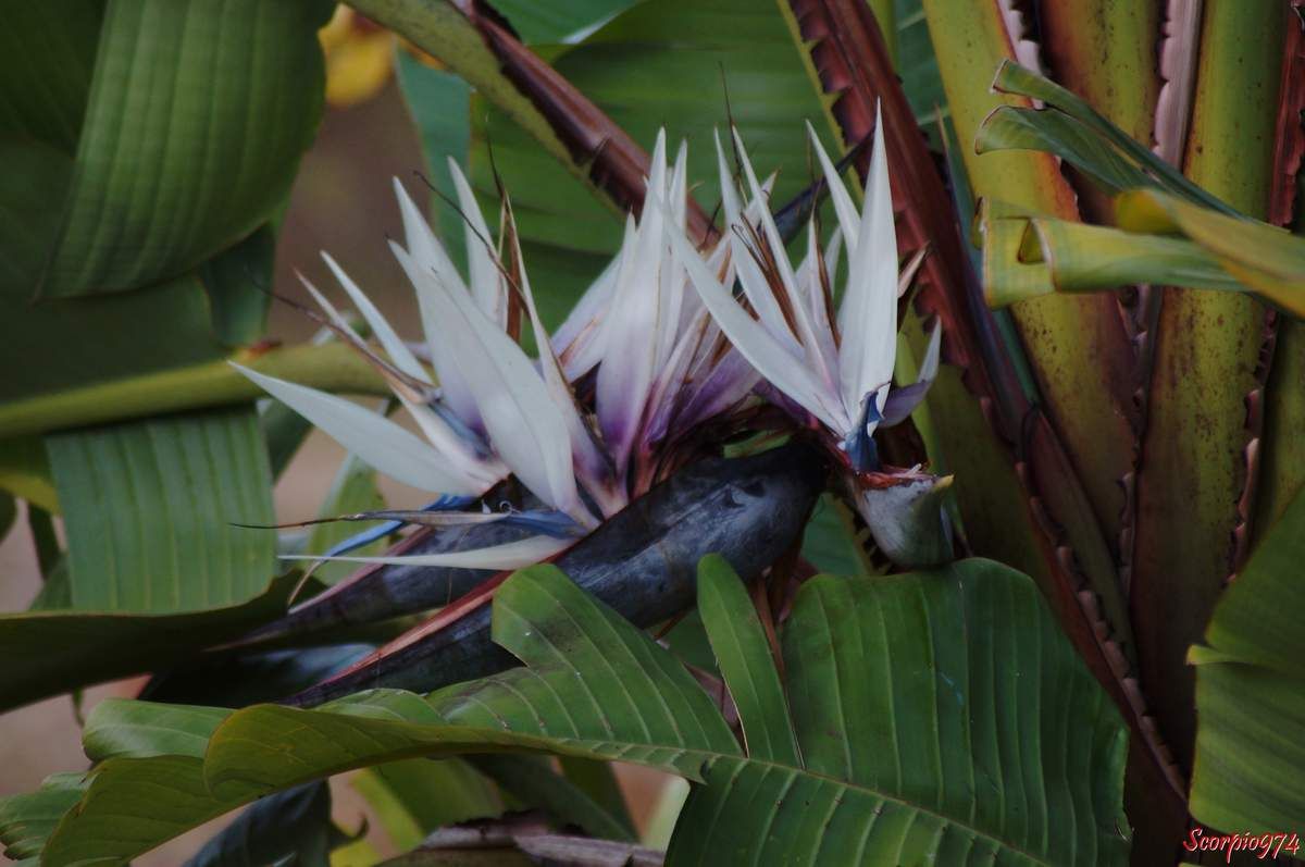 fleur, fleur 974, fleur Réunion, fleur à la Réunion, fleur de la Réunion, fleur blanche, fleur blanche 974, fleur blanche Réunion, fleur blanche à la Réunion, fleur blanche de la Réunion,  Ravenala madagascariensis (J.F.Gmel., 1791), Ravenala madagascariensis (J.F.Gmel., 1791) 974, Ravenala madagascariensis (J.F.Gmel., 1791) Réunion, Ravenala madagascariensis (J.F.Gmel., 1791) à la Réunion, Ravenala madagascariensis (J.F.Gmel., 1791) de la Réunion, Urania madagascariensis ((Sonn.) Forsyth f., 1794), Urania madagascariensis ((Sonn.) Forsyth f., 1794) 974, Urania madagascariensis ((Sonn.) Forsyth f., 1794) Réunion, Urania madagascariensis ((Sonn.) Forsyth f., 1794) à la Réunion, Urania madagascariensis ((Sonn.) Forsyth f., 1794) de la Réunion, Urania speciosa (Willd., 1799), Urania speciosa (Willd., 1799) 974, Urania speciosa (Willd., 1799) Réunion, Urania speciosa (Willd., 1799) à la Réunion, Urania speciosa (Willd., 1799) de la Réunion, Ravenala madagascariensis 974, Ravenala madagascariensis Réunion, Ravenala madagascariensis à la Réunion, Ravenala madagascariensis de la Réunion, Urania madagascariensis, Urania madagascariensis 974, Urania madagascariensis Réunion, Urania madagascariensis à la Réunion, Urania madagascariensis de la Réunion,  Urania speciosa, Urania speciosa 974, Urania speciosa Réunion, Urania speciosa de la Réunion, Urania speciosa à la Réunion, Ravenala madagascariensis (Sonn., 1782), Ravenala madagascariensis (Sonn., 1782) 974, Ravenala madagascariensis (Sonn., 1782) Réunion, Ravenala madagascariensis (Sonn., 1782) à la Réunion, Ravenala madagascariensis (Sonn., 1782) de la Réunion, Ravenala madagascariensis, Ravenala madagascariensis 974, Ravenala madagascariensis Réunion, Ravenala madagascariensis de la Réunion, Ravenala madagascariensis à la Réunion, Arbre, arbre 974, arbre Réunion, arbre de la Réunion, arbre à la Réunion, arbre du voyageur, arbre du voyageur 974, arbre du voyageur Réunion, arbre du voyageur de la Réunion, arbre du voyageur à la Réunion, Ravenale de Madagascar, Ravenale de Madagascar 974, Ravenale de Madagascar Réunion, Ravenale de Madagascar à la Réunion, Ravenale de Madagascar de la Réunion, Ravenale, Ravenale 974, ravenale Réunion, ravenale à la Réunion, Ravenale de la Réunion, Ravenale à la Réunion, Palmier du voyageur, Palmier du voyageur 974, Palmier du voyageur Réunion, Palmier du voyageur de la Réunion, Palmier du voyageur à la Réunion, Palmier en éventail, Palmier en éventail 974, Palmier en éventail Réunion, Palmier en éventail de la Réunion, Palmier en éventail à la Réunion, Ravenala madagascariensis Sonn, Ravenala madagascariensis Sonn 974, Ravenala madagascariensis Sonn Réunion, Ravenala madagascariensis Sonn à la Réunion, Ravenala madagascariensis Sonn de la Réunion, Heliconia ravenala Willemet, 974, Heliconia ravenala Willemet Réunion, Heliconia ravenala Willemet de la Réunion, Heliconia ravenala Willemet à la Réunion, Urania madagascariensis (Sonn.) Raeusch, Urania madagascariensis (Sonn.) Raeusch 974, Urania madagascariensis (Sonn.) Raeusch Réunion, Urania madagascariensis (Sonn.) Raeusch à la Réunion, Urania madagascariensis (Sonn.) Raeusch de la Réunion, Urania ravenala (Willemet) A.Rich, Urania ravenala (Willemet) A.Rich 974, Urania ravenala (Willemet) A.Rich Réunion, Urania ravenala (Willemet) A.Rich de la Réunion, Urania ravenala (Willemet) A.Rich à la Réunion,  Urania speciosa Willd, Urania speciosa Willd 974, Urania speciosa Willd Réunion, Urania speciosa Willd à la Réunion,  Urania speciosa Willd de la Réunion, ravenala Adans, ravenala Adans 974, ravenala Adans Réunion, ravenala Adans à la Réunion, ravenala Adans de la Réunion, espèce envahissante à la Réunion, espèce envahissant niveau quatre sur cinq à la Réunion, espèce endémique de Madagascar