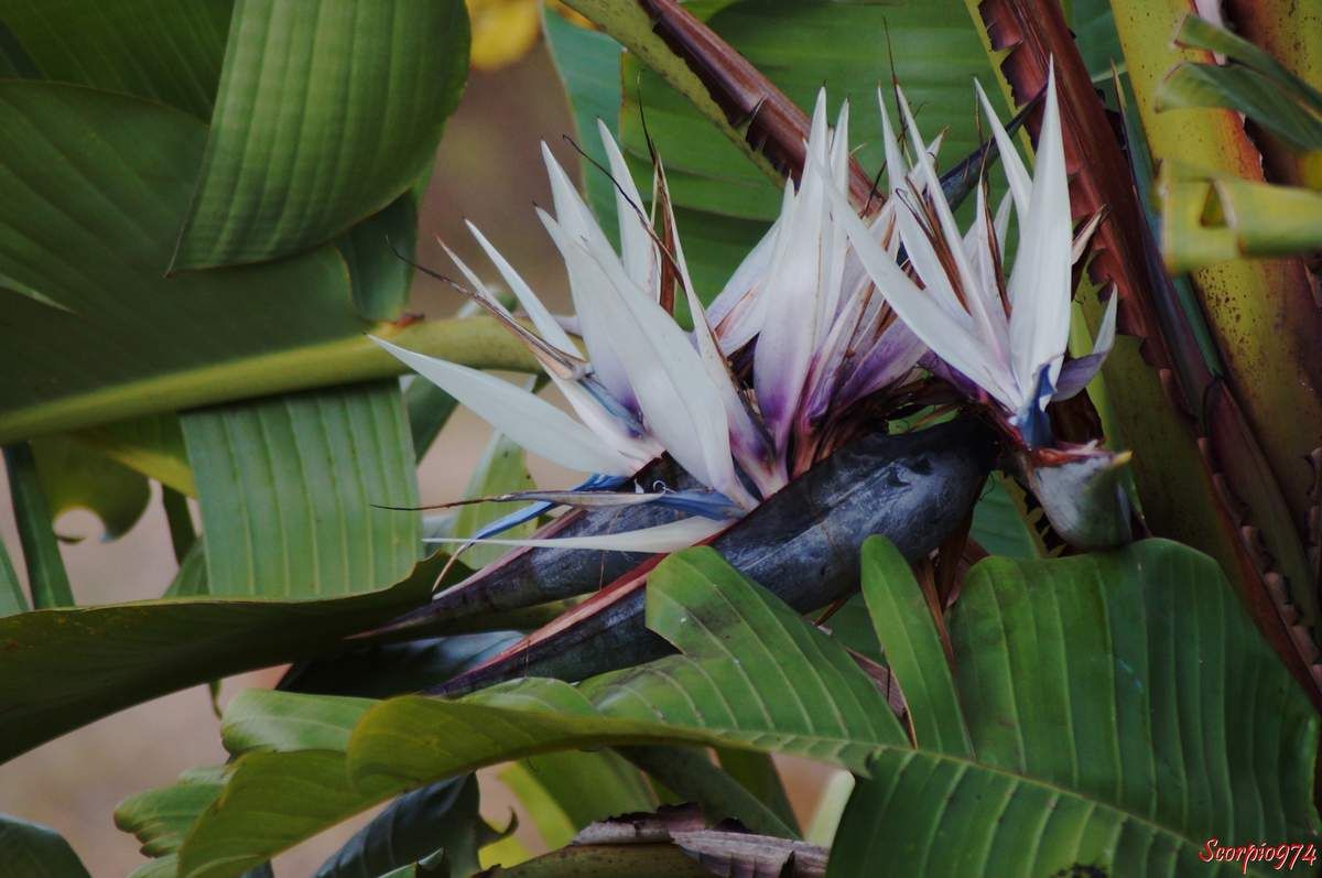 fleur, fleur 974, fleur Réunion, fleur à la Réunion, fleur de la Réunion, fleur blanche, fleur blanche 974, fleur blanche Réunion, fleur blanche à la Réunion, fleur blanche de la Réunion,  Ravenala madagascariensis (J.F.Gmel., 1791), Ravenala madagascariensis (J.F.Gmel., 1791) 974, Ravenala madagascariensis (J.F.Gmel., 1791) Réunion, Ravenala madagascariensis (J.F.Gmel., 1791) à la Réunion, Ravenala madagascariensis (J.F.Gmel., 1791) de la Réunion, Urania madagascariensis ((Sonn.) Forsyth f., 1794), Urania madagascariensis ((Sonn.) Forsyth f., 1794) 974, Urania madagascariensis ((Sonn.) Forsyth f., 1794) Réunion, Urania madagascariensis ((Sonn.) Forsyth f., 1794) à la Réunion, Urania madagascariensis ((Sonn.) Forsyth f., 1794) de la Réunion, Urania speciosa (Willd., 1799), Urania speciosa (Willd., 1799) 974, Urania speciosa (Willd., 1799) Réunion, Urania speciosa (Willd., 1799) à la Réunion, Urania speciosa (Willd., 1799) de la Réunion, Ravenala madagascariensis 974, Ravenala madagascariensis Réunion, Ravenala madagascariensis à la Réunion, Ravenala madagascariensis de la Réunion, Urania madagascariensis, Urania madagascariensis 974, Urania madagascariensis Réunion, Urania madagascariensis à la Réunion, Urania madagascariensis de la Réunion,  Urania speciosa, Urania speciosa 974, Urania speciosa Réunion, Urania speciosa de la Réunion, Urania speciosa à la Réunion, Ravenala madagascariensis (Sonn., 1782), Ravenala madagascariensis (Sonn., 1782) 974, Ravenala madagascariensis (Sonn., 1782) Réunion, Ravenala madagascariensis (Sonn., 1782) à la Réunion, Ravenala madagascariensis (Sonn., 1782) de la Réunion, Ravenala madagascariensis, Ravenala madagascariensis 974, Ravenala madagascariensis Réunion, Ravenala madagascariensis de la Réunion, Ravenala madagascariensis à la Réunion, Arbre, arbre 974, arbre Réunion, arbre de la Réunion, arbre à la Réunion, arbre du voyageur, arbre du voyageur 974, arbre du voyageur Réunion, arbre du voyageur de la Réunion, arbre du voyageur à la Réunion, Ravenale de Madagascar, Ravenale de Madagascar 974, Ravenale de Madagascar Réunion, Ravenale de Madagascar à la Réunion, Ravenale de Madagascar de la Réunion, Ravenale, Ravenale 974, ravenale Réunion, ravenale à la Réunion, Ravenale de la Réunion, Ravenale à la Réunion, Palmier du voyageur, Palmier du voyageur 974, Palmier du voyageur Réunion, Palmier du voyageur de la Réunion, Palmier du voyageur à la Réunion, Palmier en éventail, Palmier en éventail 974, Palmier en éventail Réunion, Palmier en éventail de la Réunion, Palmier en éventail à la Réunion, Ravenala madagascariensis Sonn, Ravenala madagascariensis Sonn 974, Ravenala madagascariensis Sonn Réunion, Ravenala madagascariensis Sonn à la Réunion, Ravenala madagascariensis Sonn de la Réunion, Heliconia ravenala Willemet, 974, Heliconia ravenala Willemet Réunion, Heliconia ravenala Willemet de la Réunion, Heliconia ravenala Willemet à la Réunion, Urania madagascariensis (Sonn.) Raeusch, Urania madagascariensis (Sonn.) Raeusch 974, Urania madagascariensis (Sonn.) Raeusch Réunion, Urania madagascariensis (Sonn.) Raeusch à la Réunion, Urania madagascariensis (Sonn.) Raeusch de la Réunion, Urania ravenala (Willemet) A.Rich, Urania ravenala (Willemet) A.Rich 974, Urania ravenala (Willemet) A.Rich Réunion, Urania ravenala (Willemet) A.Rich de la Réunion, Urania ravenala (Willemet) A.Rich à la Réunion,  Urania speciosa Willd, Urania speciosa Willd 974, Urania speciosa Willd Réunion, Urania speciosa Willd à la Réunion,  Urania speciosa Willd de la Réunion, ravenala Adans, ravenala Adans 974, ravenala Adans Réunion, ravenala Adans à la Réunion, ravenala Adans de la Réunion, espèce envahissante à la Réunion, espèce envahissant niveau quatre sur cinq à la Réunion, espèce endémique de Madagascar