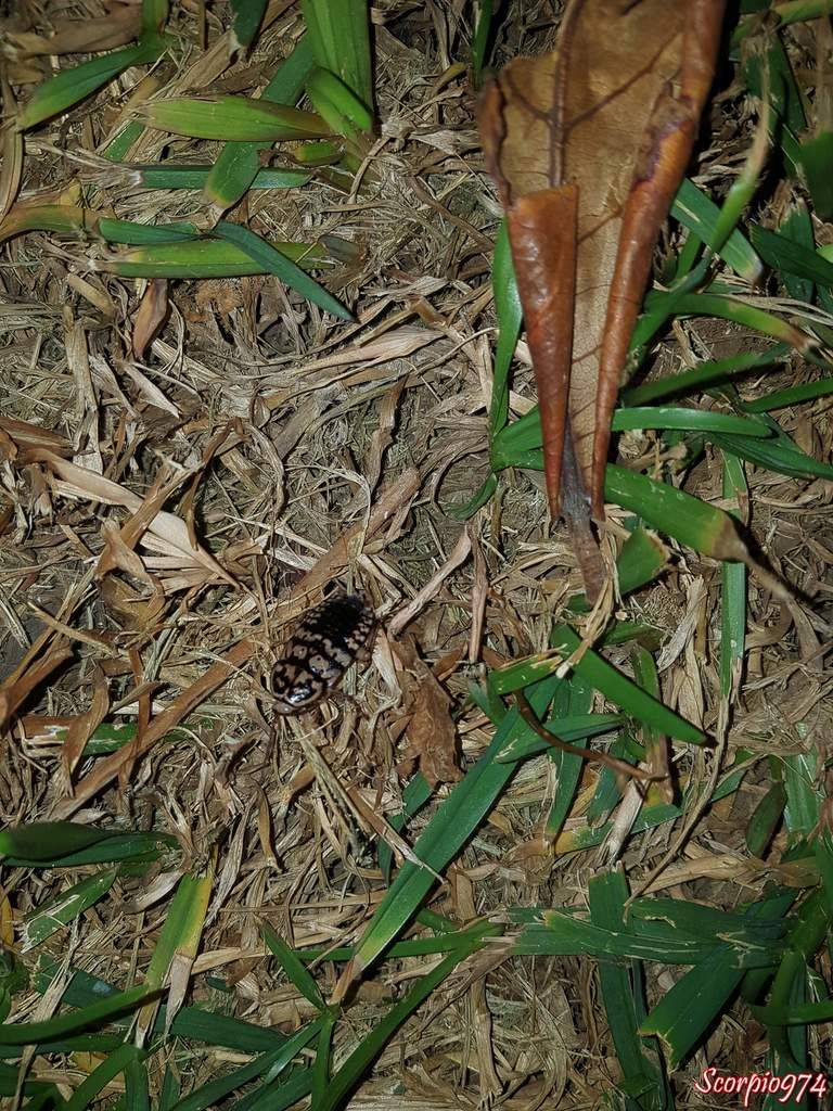 cafard, cafard 974, cafard Réunion, cafard de la Réunion, cafard à la Réunion, blatte, blatte 974, blatte Réunion, blatte à la Réunion, blatte de la Réunion, cancrelat, cancrelat 974, cancrelat Réunion, cancrelat à la Réunion, cancrelat de la Réunion, cancrelat arlequin, cancrelat arlequin 974, cancrelat arlequin Réunion, cancrelat arlequin à la Réunion, cancrelat arlequin de la Réunion, cafard arlequin, cafard arlequin 974, cafard arlequin Réunion, cafard arlequin de la Réunion, cafard arlequin à la Réunion, insecte, insecte 974, insecte Réunion, insecte à la Réunion, insecte de la Réunion, nuisible, nuisible 974, nuisible Réunion, nuisible de la Réunion, nuisible à la Réunion, nuisibles, blatte, blatte 974, blatte Réunion, blatte à la Réunion, blatte de la Réunion