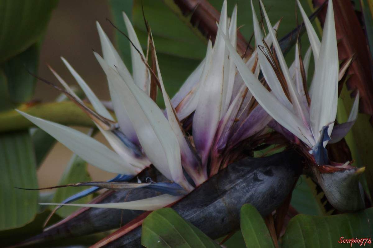 fleur, fleur 974, fleur Réunion, fleur à la Réunion, fleur de la Réunion, fleur blanche, fleur blanche 974, fleur blanche Réunion, fleur blanche à la Réunion, fleur blanche de la Réunion,  Ravenala madagascariensis (J.F.Gmel., 1791), Ravenala madagascariensis (J.F.Gmel., 1791) 974, Ravenala madagascariensis (J.F.Gmel., 1791) Réunion, Ravenala madagascariensis (J.F.Gmel., 1791) à la Réunion, Ravenala madagascariensis (J.F.Gmel., 1791) de la Réunion, Urania madagascariensis ((Sonn.) Forsyth f., 1794), Urania madagascariensis ((Sonn.) Forsyth f., 1794) 974, Urania madagascariensis ((Sonn.) Forsyth f., 1794) Réunion, Urania madagascariensis ((Sonn.) Forsyth f., 1794) à la Réunion, Urania madagascariensis ((Sonn.) Forsyth f., 1794) de la Réunion, Urania speciosa (Willd., 1799), Urania speciosa (Willd., 1799) 974, Urania speciosa (Willd., 1799) Réunion, Urania speciosa (Willd., 1799) à la Réunion, Urania speciosa (Willd., 1799) de la Réunion, Ravenala madagascariensis 974, Ravenala madagascariensis Réunion, Ravenala madagascariensis à la Réunion, Ravenala madagascariensis de la Réunion, Urania madagascariensis, Urania madagascariensis 974, Urania madagascariensis Réunion, Urania madagascariensis à la Réunion, Urania madagascariensis de la Réunion,  Urania speciosa, Urania speciosa 974, Urania speciosa Réunion, Urania speciosa de la Réunion, Urania speciosa à la Réunion, Ravenala madagascariensis (Sonn., 1782), Ravenala madagascariensis (Sonn., 1782) 974, Ravenala madagascariensis (Sonn., 1782) Réunion, Ravenala madagascariensis (Sonn., 1782) à la Réunion, Ravenala madagascariensis (Sonn., 1782) de la Réunion, Ravenala madagascariensis, Ravenala madagascariensis 974, Ravenala madagascariensis Réunion, Ravenala madagascariensis de la Réunion, Ravenala madagascariensis à la Réunion, Arbre, arbre 974, arbre Réunion, arbre de la Réunion, arbre à la Réunion, arbre du voyageur, arbre du voyageur 974, arbre du voyageur Réunion, arbre du voyageur de la Réunion, arbre du voyageur à la Réunion, Ravenale de Madagascar, Ravenale de Madagascar 974, Ravenale de Madagascar Réunion, Ravenale de Madagascar à la Réunion, Ravenale de Madagascar de la Réunion, Ravenale, Ravenale 974, ravenale Réunion, ravenale à la Réunion, Ravenale de la Réunion, Ravenale à la Réunion, Palmier du voyageur, Palmier du voyageur 974, Palmier du voyageur Réunion, Palmier du voyageur de la Réunion, Palmier du voyageur à la Réunion, Palmier en éventail, Palmier en éventail 974, Palmier en éventail Réunion, Palmier en éventail de la Réunion, Palmier en éventail à la Réunion, Ravenala madagascariensis Sonn, Ravenala madagascariensis Sonn 974, Ravenala madagascariensis Sonn Réunion, Ravenala madagascariensis Sonn à la Réunion, Ravenala madagascariensis Sonn de la Réunion, Heliconia ravenala Willemet, 974, Heliconia ravenala Willemet Réunion, Heliconia ravenala Willemet de la Réunion, Heliconia ravenala Willemet à la Réunion, Urania madagascariensis (Sonn.) Raeusch, Urania madagascariensis (Sonn.) Raeusch 974, Urania madagascariensis (Sonn.) Raeusch Réunion, Urania madagascariensis (Sonn.) Raeusch à la Réunion, Urania madagascariensis (Sonn.) Raeusch de la Réunion, Urania ravenala (Willemet) A.Rich, Urania ravenala (Willemet) A.Rich 974, Urania ravenala (Willemet) A.Rich Réunion, Urania ravenala (Willemet) A.Rich de la Réunion, Urania ravenala (Willemet) A.Rich à la Réunion,  Urania speciosa Willd, Urania speciosa Willd 974, Urania speciosa Willd Réunion, Urania speciosa Willd à la Réunion,  Urania speciosa Willd de la Réunion, ravenala Adans, ravenala Adans 974, ravenala Adans Réunion, ravenala Adans à la Réunion, ravenala Adans de la Réunion, espèce envahissante à la Réunion, espèce envahissant niveau quatre sur cinq à la Réunion, espèce endémique de Madagascar