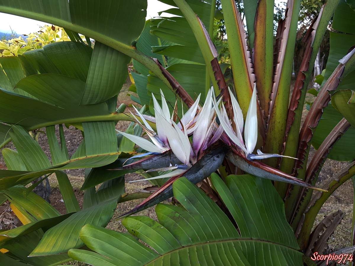 fleur, fleur 974, fleur Réunion, fleur à la Réunion, fleur de la Réunion, fleur blanche, fleur blanche 974, fleur blanche Réunion, fleur blanche à la Réunion, fleur blanche de la Réunion,  Ravenala madagascariensis (J.F.Gmel., 1791), Ravenala madagascariensis (J.F.Gmel., 1791) 974, Ravenala madagascariensis (J.F.Gmel., 1791) Réunion, Ravenala madagascariensis (J.F.Gmel., 1791) à la Réunion, Ravenala madagascariensis (J.F.Gmel., 1791) de la Réunion, Urania madagascariensis ((Sonn.) Forsyth f., 1794), Urania madagascariensis ((Sonn.) Forsyth f., 1794) 974, Urania madagascariensis ((Sonn.) Forsyth f., 1794) Réunion, Urania madagascariensis ((Sonn.) Forsyth f., 1794) à la Réunion, Urania madagascariensis ((Sonn.) Forsyth f., 1794) de la Réunion, Urania speciosa (Willd., 1799), Urania speciosa (Willd., 1799) 974, Urania speciosa (Willd., 1799) Réunion, Urania speciosa (Willd., 1799) à la Réunion, Urania speciosa (Willd., 1799) de la Réunion, Ravenala madagascariensis 974, Ravenala madagascariensis Réunion, Ravenala madagascariensis à la Réunion, Ravenala madagascariensis de la Réunion, Urania madagascariensis, Urania madagascariensis 974, Urania madagascariensis Réunion, Urania madagascariensis à la Réunion, Urania madagascariensis de la Réunion,  Urania speciosa, Urania speciosa 974, Urania speciosa Réunion, Urania speciosa de la Réunion, Urania speciosa à la Réunion, Ravenala madagascariensis (Sonn., 1782), Ravenala madagascariensis (Sonn., 1782) 974, Ravenala madagascariensis (Sonn., 1782) Réunion, Ravenala madagascariensis (Sonn., 1782) à la Réunion, Ravenala madagascariensis (Sonn., 1782) de la Réunion, Ravenala madagascariensis, Ravenala madagascariensis 974, Ravenala madagascariensis Réunion, Ravenala madagascariensis de la Réunion, Ravenala madagascariensis à la Réunion, Arbre, arbre 974, arbre Réunion, arbre de la Réunion, arbre à la Réunion, arbre du voyageur, arbre du voyageur 974, arbre du voyageur Réunion, arbre du voyageur de la Réunion, arbre du voyageur à la Réunion, Ravenale de Madagascar, Ravenale de Madagascar 974, Ravenale de Madagascar Réunion, Ravenale de Madagascar à la Réunion, Ravenale de Madagascar de la Réunion, Ravenale, Ravenale 974, ravenale Réunion, ravenale à la Réunion, Ravenale de la Réunion, Ravenale à la Réunion, Palmier du voyageur, Palmier du voyageur 974, Palmier du voyageur Réunion, Palmier du voyageur de la Réunion, Palmier du voyageur à la Réunion, Palmier en éventail, Palmier en éventail 974, Palmier en éventail Réunion, Palmier en éventail de la Réunion, Palmier en éventail à la Réunion, Ravenala madagascariensis Sonn, Ravenala madagascariensis Sonn 974, Ravenala madagascariensis Sonn Réunion, Ravenala madagascariensis Sonn à la Réunion, Ravenala madagascariensis Sonn de la Réunion, Heliconia ravenala Willemet, 974, Heliconia ravenala Willemet Réunion, Heliconia ravenala Willemet de la Réunion, Heliconia ravenala Willemet à la Réunion, Urania madagascariensis (Sonn.) Raeusch, Urania madagascariensis (Sonn.) Raeusch 974, Urania madagascariensis (Sonn.) Raeusch Réunion, Urania madagascariensis (Sonn.) Raeusch à la Réunion, Urania madagascariensis (Sonn.) Raeusch de la Réunion, Urania ravenala (Willemet) A.Rich, Urania ravenala (Willemet) A.Rich 974, Urania ravenala (Willemet) A.Rich Réunion, Urania ravenala (Willemet) A.Rich de la Réunion, Urania ravenala (Willemet) A.Rich à la Réunion,  Urania speciosa Willd, Urania speciosa Willd 974, Urania speciosa Willd Réunion, Urania speciosa Willd à la Réunion,  Urania speciosa Willd de la Réunion, ravenala Adans, ravenala Adans 974, ravenala Adans Réunion, ravenala Adans à la Réunion, ravenala Adans de la Réunion, espèce envahissante à la Réunion, espèce envahissant niveau quatre sur cinq à la Réunion, espèce endémique de Madagascar
