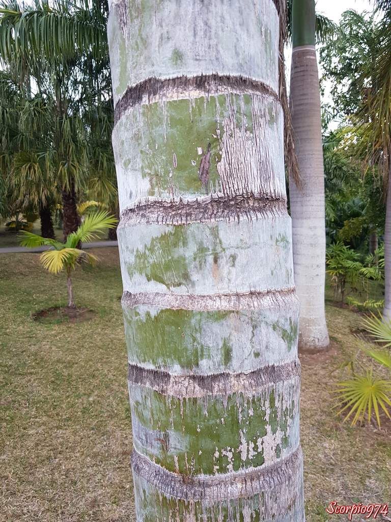 flore, flore 974, flore Réunion, flore de la Réunion, flore à la Réunion, parc, parc 974, parc Réunion, parc de la Réunion, parc à la Réunion, parc des palmiers, parc des palmiers 974, parc des palmiers Réunion, parc des palmiers à la Réunion parc des palmiers de la Réunion, palmeraie, palmeraie 974, palmeraie Réunion, palmeraie de la Réunion, palmeraie à la Réunion, palmier, palmier 974, palmier Réunion, palmier de la Réunion, palmier à la Réunion, palmier tronc vert, palmier tronc vert 974, palmier tronc vert Réunion, palmier tronc vert de la Réunion, palmier tronc vert à la Réunion, palmier couleur vert, palmier couleur vert 974, palmier couleur vert Réunion, palmier couleur vert de la Réunion, palmier couleur vert à la Réunion, , espèce menacée, espèce menacée 974, espèce menacée Réunion, espèce menacée de la réunion, espèce menacée à la Réunion, espèces protégée, espèces protégées 974, espèces protégées à la Réunion, espèces protégées de la Réunion, palmier vert, palmier vert 974, palmier vert Réunion, palmier vert de la Réunion, palmier vert à la Réunion, Dypsis pembana, Dypsis pembana 974, Dypsis pembana Réunion, Dypsis pembana de la Réunion, Dypsis pembana à la Réunion, Dypsis pembana (H. E. Moore, 1957), Dypsis pembana (H. E. Moore, 1957) 974, Dypsis pembana (H. E. Moore, 1957) Réunion, Dypsis pembana (H. E. Moore, 1957) de la Réunion, Dypsis pembana (H. E. Moore, 1957) à la Réunion, Dypsis pembana H. E. Moore, 1957, Dypsis pembana H. E. Moore, 1957974, Dypsis pembana H. E. Moore, 1957 Réunion, Dypsis pembana H. E. Moore, 1957 de la Réunion, Dypsis pembana H. E. Moore, 1957 à la Réunion, Dypsis pembana H. E. Moore, Dypsis pembana H. E. Moore 974, Dypsis pembana H. E. Moore Réunion, Dypsis pembana H. E. Moore de la Réunion, Dypsis pembana H. E. Moore à la Réunion, Dypsis pembana (H. E. Moore), Dypsis pembana (H. E. Moore) 974, Dypsis pembana (H. E. Moore) Réunion, Dypsis pembana (H. E. Moore) de la Réunion, Dypsis pembana (H. E. Moore) à la Réunion, Chrysalidocarpus pembanus, Chrysalidocarpus pembanus 974, Chrysalidocarpus pembanus Réunion, Chrysalidocarpus pembanus de la Réunion, Chrysalidocarpus pembanus à la Réunion, Chrysalidocarpus pembanus H. E. Moore, Chrysalidocarpus pembanus H. E. Moore 974, Chrysalidocarpus pembanus H. E. Moore Réunion, Chrysalidocarpus pembanus H. E. Moore de la Réunion, Chrysalidocarpus pembanus H. E. Moore à la Réunion, Chrysalidocarpus pembanus (H. E. Moore), Chrysalidocarpus pembanus (H. E. Moore)974, Chrysalidocarpus pembanus (H. E. Moore) Réunion, Chrysalidocarpus pembanus (H. E. Moore) de la Réunion, Chrysalidocarpus pembanus (H. E. Moore) à la Réunion, Chrysalidocarpus pembanus (H. E. Moore, 1957), Chrysalidocarpus pembanus (H. E. Moore, 1957) 974, Chrysalidocarpus pembanus (H. E. Moore, 1957) Réunion, Chrysalidocarpus pembanus (H. E. Moore, 1957) de la Réunion, Chrysalidocarpus pembanus (H. E. Moore, 1957) à la Réunion
