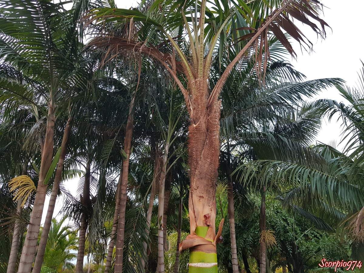 flore, flore 974, flore Réunion, flore de la Réunion, flore à la Réunion, parc, parc 974, parc Réunion, parc de la Réunion, parc à la Réunion, parc des palmiers, parc des palmiers 974, parc des palmiers Réunion, parc des palmiers à la Réunion parc des palmiers de la Réunion, palmeraie, palmeraie 974, palmeraie Réunion, palmeraie de la Réunion, palmeraie à la Réunion, palmier, palmier 974, palmier Réunion, palmier de la Réunion, palmier à la Réunion, palmier tronc vert, palmier tronc vert 974, palmier tronc vert Réunion, palmier tronc vert de la Réunion, palmier tronc vert à la Réunion, palmier couleur vert, palmier couleur vert 974, palmier couleur vert Réunion, palmier couleur vert de la Réunion, palmier couleur vert à la Réunion, , espèce menacée, espèce menacée 974, espèce menacée Réunion, espèce menacée de la réunion, espèce menacée à la Réunion, espèces protégée, espèces protégées 974, espèces protégées à la Réunion, espèces protégées de la Réunion, palmier vert, palmier vert 974, palmier vert Réunion, palmier vert de la Réunion, palmier vert à la Réunion, Dypsis pembana, Dypsis pembana 974, Dypsis pembana Réunion, Dypsis pembana de la Réunion, Dypsis pembana à la Réunion, Dypsis pembana (H. E. Moore, 1957), Dypsis pembana (H. E. Moore, 1957) 974, Dypsis pembana (H. E. Moore, 1957) Réunion, Dypsis pembana (H. E. Moore, 1957) de la Réunion, Dypsis pembana (H. E. Moore, 1957) à la Réunion, Dypsis pembana H. E. Moore, 1957, Dypsis pembana H. E. Moore, 1957974, Dypsis pembana H. E. Moore, 1957 Réunion, Dypsis pembana H. E. Moore, 1957 de la Réunion, Dypsis pembana H. E. Moore, 1957 à la Réunion, Dypsis pembana H. E. Moore, Dypsis pembana H. E. Moore 974, Dypsis pembana H. E. Moore Réunion, Dypsis pembana H. E. Moore de la Réunion, Dypsis pembana H. E. Moore à la Réunion, Dypsis pembana (H. E. Moore), Dypsis pembana (H. E. Moore) 974, Dypsis pembana (H. E. Moore) Réunion, Dypsis pembana (H. E. Moore) de la Réunion, Dypsis pembana (H. E. Moore) à la Réunion, Chrysalidocarpus pembanus, Chrysalidocarpus pembanus 974, Chrysalidocarpus pembanus Réunion, Chrysalidocarpus pembanus de la Réunion, Chrysalidocarpus pembanus à la Réunion, Chrysalidocarpus pembanus H. E. Moore, Chrysalidocarpus pembanus H. E. Moore 974, Chrysalidocarpus pembanus H. E. Moore Réunion, Chrysalidocarpus pembanus H. E. Moore de la Réunion, Chrysalidocarpus pembanus H. E. Moore à la Réunion, Chrysalidocarpus pembanus (H. E. Moore), Chrysalidocarpus pembanus (H. E. Moore)974, Chrysalidocarpus pembanus (H. E. Moore) Réunion, Chrysalidocarpus pembanus (H. E. Moore) de la Réunion, Chrysalidocarpus pembanus (H. E. Moore) à la Réunion, Chrysalidocarpus pembanus (H. E. Moore, 1957), Chrysalidocarpus pembanus (H. E. Moore, 1957) 974, Chrysalidocarpus pembanus (H. E. Moore, 1957) Réunion, Chrysalidocarpus pembanus (H. E. Moore, 1957) de la Réunion, Chrysalidocarpus pembanus (H. E. Moore, 1957) à la Réunion