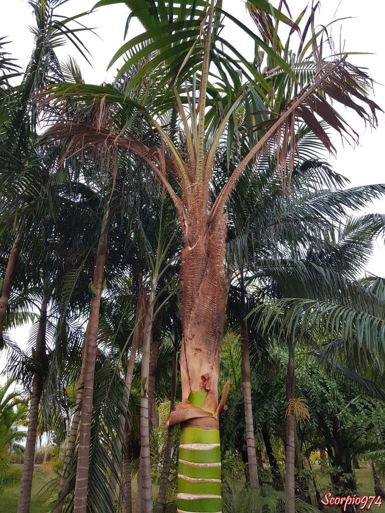 flore, flore 974, flore Réunion, flore de la Réunion, flore à la Réunion, parc, parc 974, parc Réunion, parc de la Réunion, parc à la Réunion, parc des palmiers, parc des palmiers 974, parc des palmiers Réunion, parc des palmiers à la Réunion parc des palmiers de la Réunion, palmeraie, palmeraie 974, palmeraie Réunion, palmeraie de la Réunion, palmeraie à la Réunion, palmier, palmier 974, palmier Réunion, palmier de la Réunion, palmier à la Réunion, palmier tronc vert, palmier tronc vert 974, palmier tronc vert Réunion, palmier tronc vert de la Réunion, palmier tronc vert à la Réunion, palmier couleur vert, palmier couleur vert 974, palmier couleur vert Réunion, palmier couleur vert de la Réunion, palmier couleur vert à la Réunion, , espèce menacée, espèce menacée 974, espèce menacée Réunion, espèce menacée de la réunion, espèce menacée à la Réunion, espèces protégée, espèces protégées 974, espèces protégées à la Réunion, espèces protégées de la Réunion, palmier vert, palmier vert 974, palmier vert Réunion, palmier vert de la Réunion, palmier vert à la Réunion, Dypsis pembana, Dypsis pembana 974, Dypsis pembana Réunion, Dypsis pembana de la Réunion, Dypsis pembana à la Réunion, Dypsis pembana (H. E. Moore, 1957), Dypsis pembana (H. E. Moore, 1957) 974, Dypsis pembana (H. E. Moore, 1957) Réunion, Dypsis pembana (H. E. Moore, 1957) de la Réunion, Dypsis pembana (H. E. Moore, 1957) à la Réunion, Dypsis pembana H. E. Moore, 1957, Dypsis pembana H. E. Moore, 1957974, Dypsis pembana H. E. Moore, 1957 Réunion, Dypsis pembana H. E. Moore, 1957 de la Réunion, Dypsis pembana H. E. Moore, 1957 à la Réunion, Dypsis pembana H. E. Moore, Dypsis pembana H. E. Moore 974, Dypsis pembana H. E. Moore Réunion, Dypsis pembana H. E. Moore de la Réunion, Dypsis pembana H. E. Moore à la Réunion, Dypsis pembana (H. E. Moore), Dypsis pembana (H. E. Moore) 974, Dypsis pembana (H. E. Moore) Réunion, Dypsis pembana (H. E. Moore) de la Réunion, Dypsis pembana (H. E. Moore) à la Réunion, Chrysalidocarpus pembanus, Chrysalidocarpus pembanus 974, Chrysalidocarpus pembanus Réunion, Chrysalidocarpus pembanus de la Réunion, Chrysalidocarpus pembanus à la Réunion, Chrysalidocarpus pembanus H. E. Moore, Chrysalidocarpus pembanus H. E. Moore 974, Chrysalidocarpus pembanus H. E. Moore Réunion, Chrysalidocarpus pembanus H. E. Moore de la Réunion, Chrysalidocarpus pembanus H. E. Moore à la Réunion, Chrysalidocarpus pembanus (H. E. Moore), Chrysalidocarpus pembanus (H. E. Moore)974, Chrysalidocarpus pembanus (H. E. Moore) Réunion, Chrysalidocarpus pembanus (H. E. Moore) de la Réunion, Chrysalidocarpus pembanus (H. E. Moore) à la Réunion, Chrysalidocarpus pembanus (H. E. Moore, 1957), Chrysalidocarpus pembanus (H. E. Moore, 1957) 974, Chrysalidocarpus pembanus (H. E. Moore, 1957) Réunion, Chrysalidocarpus pembanus (H. E. Moore, 1957) de la Réunion, Chrysalidocarpus pembanus (H. E. Moore, 1957) à la Réunion