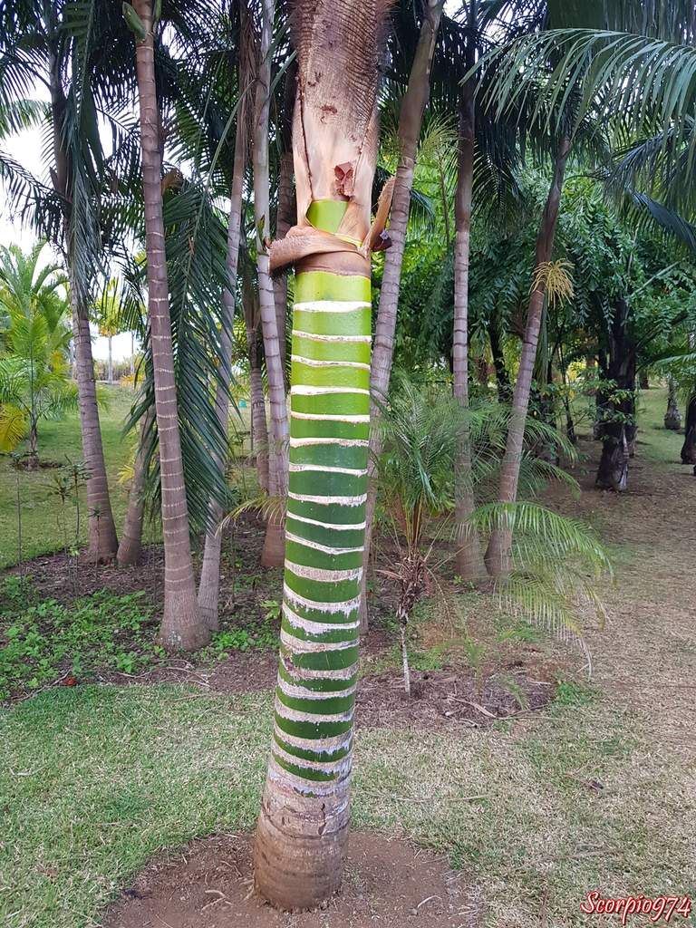 Le palmier Dypsis pembana (H. E. Moore, 1957).