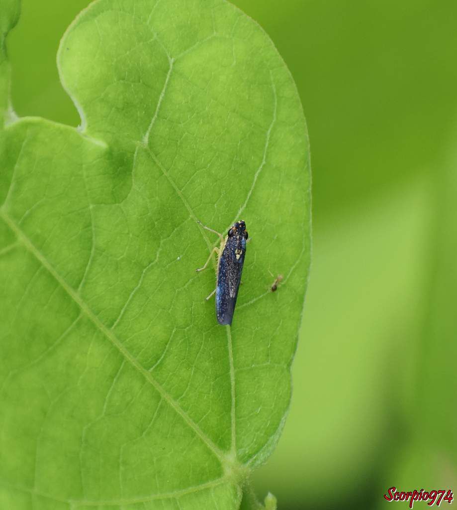 Faune, faune 974, faune Réunion, faune de la Réunion, faune à la Réunion, insecte, insecte 974, insecte Réunion, insecte à la Réunion, insecte de la Réunion, insecte volant, insecte volant 974, insecte volant Réunion, insecte volant de la Réunion, insecte volant à la Réunion, insecte volant coloré, insecte volant coloré 974, insecte volant coloré Réunion, insecte volant coloré de la Réunion, insecte volant coloré à la Réunion, insecte coloré, insecte coloré 974, insecte coloré Réunion, insecte coloré Réunion, insecte coloré de la Réunion, insecte coloré à la Réunion, petit insecte, petit insecte 974, petit insecte Réunion, petit insecte de la Réunion, petit insecte à la Réunion, petit insecte coloré, petit insecte coloré 974, petit insecte coloré Réunion, petit insecte coloré de la Réunion, petit insecte coloré à la Réunion, petit insecte volant, petit insecte volant Réunion, petit insecte volant 974, petit insecte volant Réunion, petit insecte volant de la Réunion, petit insecte volant à la Réunion, petit insecte coloré et volant, petit insecte coloré et volant 974, petit insecte coloré et volant Réunion, petit insecte coloré et volant de la Réunion, petit insecte coloré et volant à la Réunion, insecte coloré et volant 974, insecte coloré et volant Réunion, insecte coloré et volant de la Réunion, insecte coloré et volant à la Réunion, insecte avec ailes, insecte avec ailes 974, insecte avec ailes Réunion, insecte avec ailes de la Réunion, insecte avec ailes à la Réunion, insecte avec ailes bleu, insecte avec ailes bleu 974, insecte avec ailes bleu Réunion, insecte avec ailes bleu à la Réunion, insecte avec ailes bleu de la Réunion, insecte avec ailes coloré, insecte avec ailes coloré 974, insecte avec ailes coloré Réunion, insecte avec ailes coloré à la Réunion, insecte avec ailes coloré de la Réunion, insecte avec ailes coloré bleu, insecte avec ailes coloré bleu 974, insecte avec ailes coloré bleu Réunion, insecte avec ailes coloré bleu de la Réunion, insecte avec ailes coloré bleu à la Réunion, insecte avec ailes coloré bleu et beige, insecte avec ailes coloré bleu et beige 974, insecte avec ailes coloré bleu et beige Réunion, insecte avec ailes coloré bleu et beige de la Réunion, insecte avec ailes coloré bleu et beige à la Réunion, insecte avec ailes coloré bleu et beige de la Réunion, petit insecte avec ailes coloré bleu et beige, petit insecte avec ailes coloré bleu et beige 974, petit insecte avec ailes coloré bleu et beige Réunion, petit insecte avec ailes coloré bleu et beige de la Réunion, petit insecte avec ailes coloré bleu et beige à la Réunion, insecte bleu, insecte bleu 974, insecte bleu Réunion, insecte bleu de la Réunion, insecte bleu à la Réunion, insecte bleu et beige, insecte bleu et beige 974, insecte bleu et beige Réunion, insecte bleu et beige  de la Réunion, insecte bleu et beige à la Réunion, Cicadelle, cicadelle 974, cicadelle Réunion, cicadelle à la Réunion, cicadelle de la Réunion, cicadelle bleue, cicadelle bleue 974, cicadelle bleue Réunion, cicadelle bleue de la Réunion, cicadelle bleue à la Réunion, Malissiana Billosa (Signoret, 1860), Malissiana Billosa (Signoret, 1860) 974, Malissiana Billosa (Signoret, 1860) Réunion Malissiana Billosa (Signoret, 1860) à la Réunion, Malissiana Billosa (Signoret, 1860) de la Réunion, Malissiana Billosa , Malissiana Billosa  974, Malissiana Billosa  Réunion, Malissiana Billosa  de la Réunion, Malissiana Billosa  à la Réunion, petit insecte bleu, petit insecte bleu 974, petit insecte bleu Réunion, petit insecte bleu de la Réunion, petit insecte bleu à la Réunion, indigène, indigène de la Réunion, indigène à la Réunion, indigène 974, indigène Réunion, insecte nuisible, insecte nuisible 974, insecte nuisible Réunion, insecte nuisible de la Réunion, insecte nuisible à la Réunion, nuisible, nuisible 974, nuisible Réunion, nuisible à la Réunion, nuisible de la Réunion, indésirable, indésirable 974, indésirable Réunion, indésirable de la Réunion, indésirable à la Réunion, hemiptera, hemiptera 974, hemiptera Réunion, hemiptera de la Réunion, hemiptera à la Réunion, hémiptère, hémiptère 974, hémiptère Réunion, hémiptère à la Réunion, hémiptère de la Réunion, 