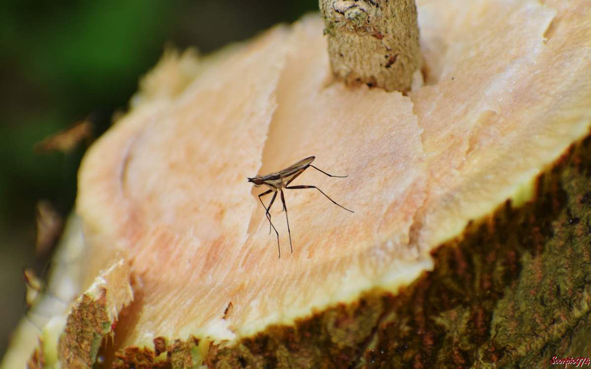 faune, faune 974, faune Réunion, faune de la Réunion, faune à la Réunion, insecte, insecte 974, insecte Réunion, insecte de la Réunion, insecte à la Réunion, petit insecte, petit insecte 974, petit insecte Réunion, petit insecte de la Réunion, petit insecte à la Réunion, petit insecte coloré, petit insecte coloré 974, petit insecte coloré Réunion, petit insecte coloré de la Réunion, petit insecte coloré à la Réunion, insecte volant, insecte volant 974, insecte volant Réunion, insecte volant de la Réunion, insecte volant à la Réunion, insecte volant coloré, insecte volant coloré 974, insecte volant coloré Réunion, insecte volant coloré de la Réunion, insecte volant coloré à la Réunion, mouche, mouche 974, mouche Réunion, mouche de la Réunion, mouche à la Réunion, mouche colorée, mouche colorée 974, mouche colorée Réunion, mouche colorée de la Réunion, mouche colorée à la Réunion,  mouche à fruit, mouche à fruit 974, mouche à fruit Réunion, mouche à fruit de la Réunion, mouche à fruit à la Réunion, Mouche à longue pattes,  Mouche à longue pattes 974, Mouche à longue pattes Réunion, Mouche à longue pattes de la Réunion, Mouche à longue pattes à la Réunion, insecte à longues pattes, insecte à longues pattes 974, insecte à longues pattes Réunion, insecte à longues pattes de la Réunion, insecte à longues pattes à la Réunion, insecte volant à longues pattes, insecte volant à longues pattes 974, insecte volant à longues pattes Réunion, insecte volant à longues pattes de la Réunion, insecte volant à longues pattes à la Réunion, insecte avec ailes à longues pattes, insecte avec ailes à longues pattes 974, insecte avec ailes à longues pattes Réunion, insecte avec ailes à longues pattes de la Réunion, insecte avec ailes à longues pattes à la Réunion, insecte avec ailes à longues pattes fines, insecte avec ailes à longues pattes fines, insecte avec ailes à longues pattes fines Réunion,insecte avec ailes à longues pattes fines 974, insecte avec ailes à longues pattes fines de la Réunion, insecte avec ailes à longues pattes fines à la Réunion, insecte volant à longues pattes fines,  insecte volant à longues pattes fines 974, insecte volant à longues pattes fines Réunion, insecte volant à longues pattes fines de la Réunion, insecte volant à longues pattes fines à la Réunion, insecte à longue pattes fines, insecte à longue pattes fines 974, insecte à longue pattes fines Réunion, insecte à longue pattes fines de la Réunion, insecte à longue pattes fines à la Réunion, Mouche cactus, Mouche cactus 974, Mouche cactus Réunion, Mouche cactus à la Réunion, Mouche cactus de la Réunion,  Mouche sur pilotis, Mouche sur pilotis 974, Mouche sur pilotis Réunion, Mouche sur pilotis de la Réunion, Mouche sur pilotis à la Réunion, Banana stalk fly, Banana stalk fly 974, Banana stalk fly Réunion, Banana stalk fly de la Réunion, Banana stalk fly à la Réunion, Nerius lineolatus, Nerius lineolatus 974, Nerius lineolatus Réunion, Nerius lineolatus de la Réunion, Nerius lineolatus à la Réunion, Nerius lineolatus (Wiedemann, 1830), Nerius lineolatus (Wiedemann, 1830) 974, Nerius lineolatus (Wiedemann, 1830) Réunion, Nerius lineolatus (Wiedemann, 1830) de la Réunion, Nerius lineolatus (Wiedemann, 1830) à la Réunion, Telostylinus lineolatus (Wiedemann, 1830), Telostylinus lineolatus (Wiedemann, 1830) 974, Telostylinus lineolatus (Wiedemann, 1830) Réunion, Telostylinus lineolatus (Wiedemann, 1830) de la Réunion, Telostylinus lineolatus (Wiedemann, 1830) à la Réunion, Telostylinus lineolatus, Telostylinus lineolatus 974, Telostylinus lineolatus Réunion, Telostylinus lineolatus de la Réunion, Telostylinus lineolatus à la Réunion