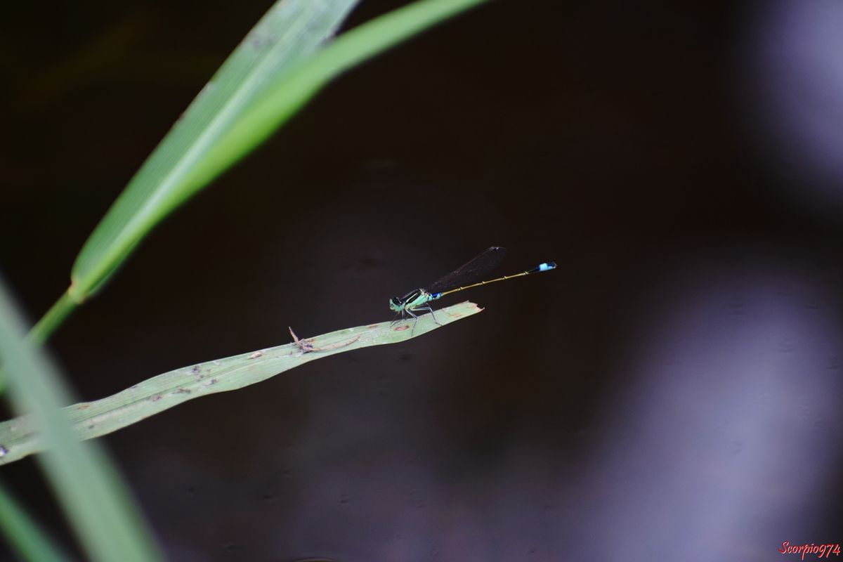 Odonate, odonate 974, odonate Réunion, odonate de la Réunion, odonate à la Réunion, Zygoptère, zygoptère 974, zygoptère Réunion, zygoptère de la Réunion, zygoptère à la Réunion, odonata, odonata 974, odonata Réunion, odonota de la Réunion, odonota à la Réunion, Faune, faune 974, faune Réunion, faune de la Réunion, faune à la Réunion, Insecte, insecte 974, insecte Réunion, insecte de la Réunion, insecte à la Réunion, Insecte volant, insecte volant 974, insecte volant Réunion, insecte volant de la Réunion, insecte volant à la Réunion,  Insecte avec des ailes, Insecte avec des ailes 974, Insecte avec des ailes Réunion, Insecte avec des ailes de la Réunion, Insecte avec des ailes à la Réunion, Insecte demoiselle, Insecte demoiselle 974, Insecte demoiselle Réunion, Insecte demoiselle de la Réunion, Insecte demoiselle à la Réunion, Demoiselle insecte, Demoiselle insecte 974, Demoiselle insecte Réunion, Demoiselle insecte de la Réunion, Demoiselle insecte à la Réunion, Demoiselle, Demoiselle 974, Demoiselle Réunion, Demoiselle de la Réunion, Demoiselle à la Réunion, Agrion senegalensis, Agrion senegalensis 974, Agrion senegalensis Réunion, Agrion senegalensis de la Réunion, Agrion senegalensis à la Réunion, Agrion senegalensis (Rambur, 1842), Agrion senegalensis (Rambur, 1842) 974, Agrion senegalensis (Rambur, 1842) Réunion, Agrion senegalensis (Rambur, 1842) de la Réunion, Agrion senegalensis (Rambur, 1842) à la Réunion, Agrion senegalensis Rambur 1842, Agrion senegalensis Rambur 1842 974, Agrion senegalensis Rambur 1842 Réunion, Agrion senegalensis Rambur 1842 de la Réunion, Agrion senegalensis Rambur 1842 à la Réunion, Ischnura senegalensis, Ischnura senegalensis 974, Ischnura senegalensis Réunion, Ischnura senegalensis de la Réunion, Ischnura senegalensis à la Réunion, Ischnura senegalensis (Rambur, 1842), Ischnura senegalensis (Rambur, 1842) 974, Ischnura senegalensis (Rambur, 1842) Réunion, Ischnura senegalensis (Rambur, 1842) de la Réunion, Ischnura senegalensis (Rambur, 1842) à la Réunion, Ischnura senegalensis Rambur 1842, Ischnura senegalensis Rambur 1842 974, Ischnura senegalensis Rambur 1842 Réunion, Ischnura senegalensis Rambur 1842 à la Réunion, Ischnura senegalensis Rambur 1842 de la Réunion, agrion du Sénégal, agrion du Sénégal 974, agrion du Sénégal Réunion, agrion du Sénégal de la Réunion, agrion du Sénégal à la Réunion, Marsh Bluetail, Marsh Bluetail 974, Marsh Bluetail Réunion, Marsh Bluetail de la réunion, Marsh Bluetail à la Réunion, Ubiquitous Bluetail, Ubiquitous Bluetail 974, Ubiquitous Bluetail Réunion, Ubiquitous Bluetail de la Réunion, Ubiquitous Bluetail à la Réunion, African Bluetail, African Bluetail 974, African Bluetail Réunion, African Bluetail de la Réunion,, African Bluetail à la Réunion, Golden Dartlet, Golden Dartlet 974, Golden Dartlet Réunion, Golden Dartlet de la Réunion, Golden Dartlet à la Réunion, Damselfly, Damselfly 974, Damselfly Réunion, Damselfly de la Réunion, Damselfly à la Réunion, Damselflies, Damselflies 974, Damselflies Réunion, Damselflies de la Réunion, Damselflies à la Réunin,  Dragonflies, Dragonflies 974, Dragonflies Réunion, Dragonflies de la Réunion, Dragonflies à la Réunion, Bluetail ischnura, Bluetail ischnura 974, Bluetail ischnura Réunion, Bluetail ischnura de la Réunion, Bluetail ischnura à la Réunion, Insecte vert avec des ailes, Insecte vert avec des ailes 974, Insecte vert avec des ailes Réunion, Insecte vert avec des ailes de la Réunion, Insecte vert avec des ailes à la Réunion, Demoiselle verte, Demoiselle verte 974, Demoiselle verte Réunion, Demoiselle verte de la Réunion, Demoiselle verte à la Réunion, Demoiselle verte et noire, Demoiselle verte et noire 974, Demoiselle verte et noire Réunion, Demoiselle verte et noire de la Réunion, Demoiselle verte et noire à la Réunion, Demoiselle verte bande noire, Demoiselle verte bande noire 974, Demoiselle verte bande noire Réunion, Demoiselle verte bande noire de la Réunion, Demoiselle verte bande noire à la Réunion,  Insecte vert, insecte vert 974, insecte vert Réunion, insecte vert à la Réunion, insecte vert de la Réunion, Insecte volant vert, Insecte volant vert 974, Insecte volant vert Réunion, Insecte volant vert de la Réunion, Insecte volant vert à la Réunion