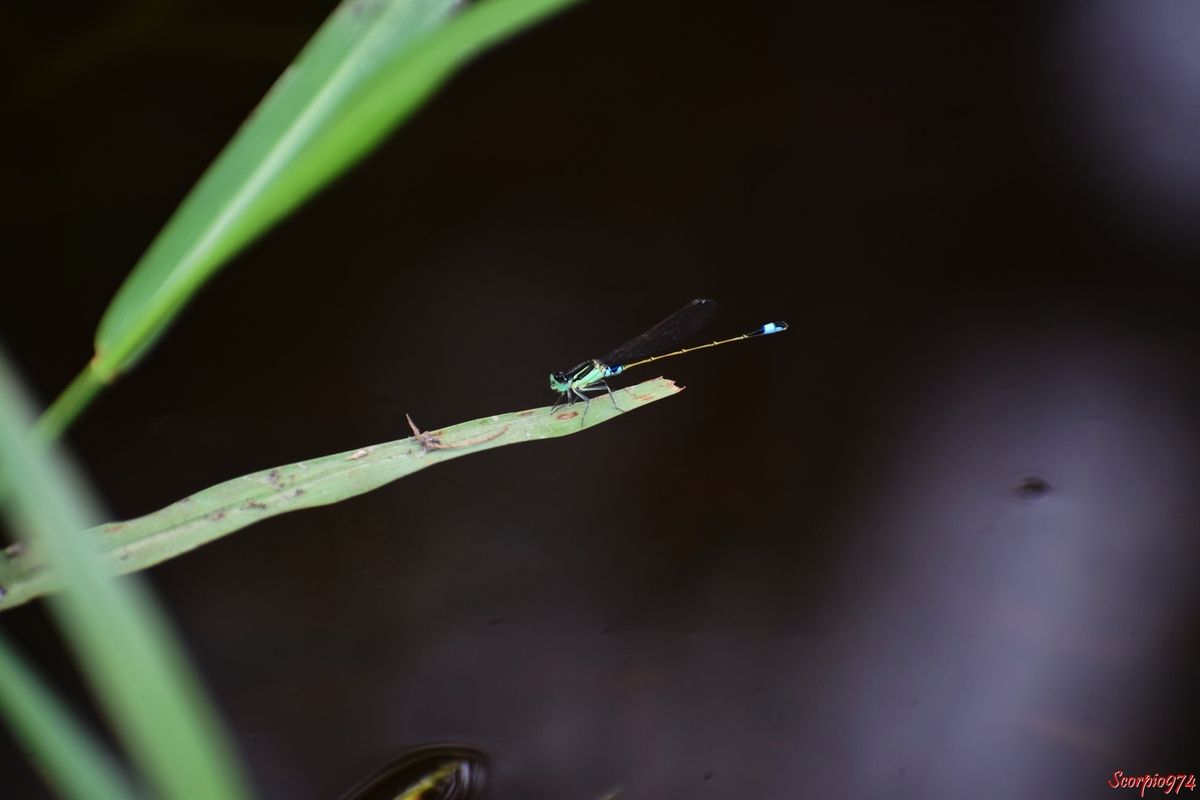 Odonate, odonate 974, odonate Réunion, odonate de la Réunion, odonate à la Réunion, Zygoptère, zygoptère 974, zygoptère Réunion, zygoptère de la Réunion, zygoptère à la Réunion, odonata, odonata 974, odonata Réunion, odonota de la Réunion, odonota à la Réunion, Faune, faune 974, faune Réunion, faune de la Réunion, faune à la Réunion, Insecte, insecte 974, insecte Réunion, insecte de la Réunion, insecte à la Réunion, Insecte volant, insecte volant 974, insecte volant Réunion, insecte volant de la Réunion, insecte volant à la Réunion,  Insecte avec des ailes, Insecte avec des ailes 974, Insecte avec des ailes Réunion, Insecte avec des ailes de la Réunion, Insecte avec des ailes à la Réunion, Insecte demoiselle, Insecte demoiselle 974, Insecte demoiselle Réunion, Insecte demoiselle de la Réunion, Insecte demoiselle à la Réunion, Demoiselle insecte, Demoiselle insecte 974, Demoiselle insecte Réunion, Demoiselle insecte de la Réunion, Demoiselle insecte à la Réunion, Demoiselle, Demoiselle 974, Demoiselle Réunion, Demoiselle de la Réunion, Demoiselle à la Réunion, Agrion senegalensis, Agrion senegalensis 974, Agrion senegalensis Réunion, Agrion senegalensis de la Réunion, Agrion senegalensis à la Réunion, Agrion senegalensis (Rambur, 1842), Agrion senegalensis (Rambur, 1842) 974, Agrion senegalensis (Rambur, 1842) Réunion, Agrion senegalensis (Rambur, 1842) de la Réunion, Agrion senegalensis (Rambur, 1842) à la Réunion, Agrion senegalensis Rambur 1842, Agrion senegalensis Rambur 1842 974, Agrion senegalensis Rambur 1842 Réunion, Agrion senegalensis Rambur 1842 de la Réunion, Agrion senegalensis Rambur 1842 à la Réunion, Ischnura senegalensis, Ischnura senegalensis 974, Ischnura senegalensis Réunion, Ischnura senegalensis de la Réunion, Ischnura senegalensis à la Réunion, Ischnura senegalensis (Rambur, 1842), Ischnura senegalensis (Rambur, 1842) 974, Ischnura senegalensis (Rambur, 1842) Réunion, Ischnura senegalensis (Rambur, 1842) de la Réunion, Ischnura senegalensis (Rambur, 1842) à la Réunion, Ischnura senegalensis Rambur 1842, Ischnura senegalensis Rambur 1842 974, Ischnura senegalensis Rambur 1842 Réunion, Ischnura senegalensis Rambur 1842 à la Réunion, Ischnura senegalensis Rambur 1842 de la Réunion, agrion du Sénégal, agrion du Sénégal 974, agrion du Sénégal Réunion, agrion du Sénégal de la Réunion, agrion du Sénégal à la Réunion, Marsh Bluetail, Marsh Bluetail 974, Marsh Bluetail Réunion, Marsh Bluetail de la réunion, Marsh Bluetail à la Réunion, Ubiquitous Bluetail, Ubiquitous Bluetail 974, Ubiquitous Bluetail Réunion, Ubiquitous Bluetail de la Réunion, Ubiquitous Bluetail à la Réunion, African Bluetail, African Bluetail 974, African Bluetail Réunion, African Bluetail de la Réunion,, African Bluetail à la Réunion, Golden Dartlet, Golden Dartlet 974, Golden Dartlet Réunion, Golden Dartlet de la Réunion, Golden Dartlet à la Réunion, Damselfly, Damselfly 974, Damselfly Réunion, Damselfly de la Réunion, Damselfly à la Réunion, Damselflies, Damselflies 974, Damselflies Réunion, Damselflies de la Réunion, Damselflies à la Réunin,  Dragonflies, Dragonflies 974, Dragonflies Réunion, Dragonflies de la Réunion, Dragonflies à la Réunion, Bluetail ischnura, Bluetail ischnura 974, Bluetail ischnura Réunion, Bluetail ischnura de la Réunion, Bluetail ischnura à la Réunion, Insecte vert avec des ailes, Insecte vert avec des ailes 974, Insecte vert avec des ailes Réunion, Insecte vert avec des ailes de la Réunion, Insecte vert avec des ailes à la Réunion, Demoiselle verte, Demoiselle verte 974, Demoiselle verte Réunion, Demoiselle verte de la Réunion, Demoiselle verte à la Réunion, Demoiselle verte et noire, Demoiselle verte et noire 974, Demoiselle verte et noire Réunion, Demoiselle verte et noire de la Réunion, Demoiselle verte et noire à la Réunion, Demoiselle verte bande noire, Demoiselle verte bande noire 974, Demoiselle verte bande noire Réunion, Demoiselle verte bande noire de la Réunion, Demoiselle verte bande noire à la Réunion,  Insecte vert, insecte vert 974, insecte vert Réunion, insecte vert à la Réunion, insecte vert de la Réunion, Insecte volant vert, Insecte volant vert 974, Insecte volant vert Réunion, Insecte volant vert de la Réunion, Insecte volant vert à la Réunion