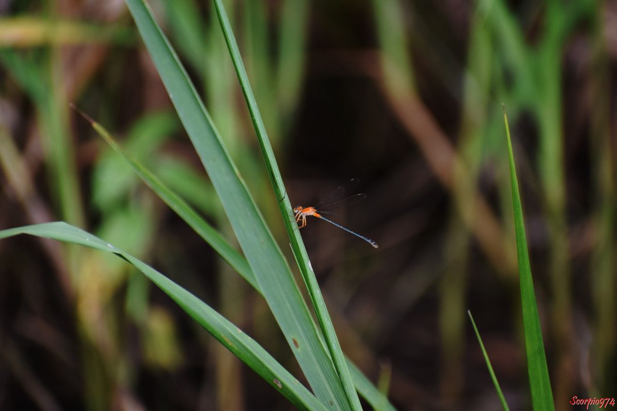 Odonate, odonate 974, odonate Réunion, odonate de la Réunion, odonate à la Réunion, Zygoptère, zygoptère 974, zygoptère Réunion, zygoptère de la Réunion, zygoptère à la Réunion, odonata, odonata 974, odonata Réunion, odonota de la Réunion, odonota à la Réunion, Faune, faune 974, faune Réunion, faune de la Réunion, faune à la Réunion, Insecte, insecte 974, insecte Réunion, insecte de la Réunion, insecte à la Réunion, Insecte volant, insecte volant 974, insecte volant Réunion, insecte volant de la Réunion, insecte volant à la Réunion,  Insecte avec des ailes, Insecte avec des ailes 974, Insecte avec des ailes Réunion, Insecte avec des ailes de la Réunion, Insecte avec des ailes à la Réunion, Insecte demoiselle, Insecte demoiselle 974, Insecte demoiselle Réunion, Insecte demoiselle de la Réunion, Insecte demoiselle à la Réunion, Demoiselle insecte, Demoiselle insecte 974, Demoiselle insecte Réunion, Demoiselle insecte de la Réunion, Demoiselle insecte à la Réunion, Demoiselle, Demoiselle 974, Demoiselle Réunion, Demoiselle de la Réunion, Demoiselle à la Réunion, Odonate, odonate 974, odonate Réunion, odonate de la Réunion, odonate à la Réunion, Zygoptère, zygoptère 974, zygoptère Réunion, zygoptère de la Réunion, zygoptère à la Réunion, odonata, odonata 974, odonata Réunion, odonota de la Réunion, odonota à la Réunion, Agrion senegalensis, Agrion senegalensis 974, Agrion senegalensis Réunion, Agrion senegalensis de la Réunion, Agrion senegalensis à la Réunion, Agrion senegalensis (Rambur, 1842), Agrion senegalensis (Rambur, 1842) 974, Agrion senegalensis (Rambur, 1842) Réunion, Agrion senegalensis (Rambur, 1842) de la Réunion, Agrion senegalensis (Rambur, 1842) à la Réunion, Agrion senegalensis Rambur 1842, Agrion senegalensis Rambur 1842 974, Agrion senegalensis Rambur 1842 Réunion, Agrion senegalensis Rambur 1842 de la Réunion, Agrion senegalensis Rambur 1842 à la Réunion, Ischnura senegalensis, Ischnura senegalensis 974, Ischnura senegalensis Réunion, Ischnura senegalensis de la Réunion, Ischnura senegalensis à la Réunion, Ischnura senegalensis (Rambur, 1842), Ischnura senegalensis (Rambur, 1842) 974, Ischnura senegalensis (Rambur, 1842) Réunion, Ischnura senegalensis (Rambur, 1842) de la Réunion, Ischnura senegalensis (Rambur, 1842) à la Réunion, Ischnura senegalensis Rambur 1842, Ischnura senegalensis Rambur 1842 974, Ischnura senegalensis Rambur 1842 Réunion, Ischnura senegalensis Rambur 1842 à la Réunion, Ischnura senegalensis Rambur 1842 de la Réunion, agrion du Sénégal, agrion du Sénégal 974, agrion du Sénégal Réunion, agrion du Sénégal de la Réunion, agrion du Sénégal à la Réunion, Marsh Bluetail, Marsh Bluetail 974, Marsh Bluetail Réunion, Marsh Bluetail de la réunion, Marsh Bluetail à la Réunion, Ubiquitous Bluetail, Ubiquitous Bluetail 974, Ubiquitous Bluetail Réunion, Ubiquitous Bluetail de la Réunion, Ubiquitous Bluetail à la Réunion, African Bluetail, African Bluetail 974, African Bluetail Réunion, African Bluetail de la Réunion,, African Bluetail à la Réunion, Golden Dartlet, Golden Dartlet 974, Golden Dartlet Réunion, Golden Dartlet de la Réunion, Golden Dartlet à la Réunion, Damselfly, Damselfly 974, Damselfly Réunion, Damselfly de la Réunion, Damselfly à la Réunion, Damselflies, Damselflies 974, Damselflies Réunion, Damselflies de la Réunion, Damselflies à la Réunin,  Dragonflies, Dragonflies 974, Dragonflies Réunion, Dragonflies de la Réunion, Dragonflies à la Réunion, Bluetail ischnura, Bluetail ischnura 974, Bluetail ischnura Réunion, Bluetail ischnura de la Réunion, Bluetail ischnura à la Réunion, Demoiselle orange, Demoiselle orange 974, Demoiselle orange Réunion, Demoiselle orange de la Réunion, Demoiselle orange à la Réunion, Demoiselle orange et noir, Demoiselle orange et noir 974, Demoiselle orange et noir Réunion, Demoiselle orange et noir de la Réunion, Demoiselle orange et noir à la Réunion, Demoiselle orange bande noire, Demoiselle orange bande noire 974, Demoiselle orange bande noire Réunion, Demoiselle orange bande noire de la Réunion, Demoiselle orange bande noire à la Réunion, Insecte orange avec des ailes, Insecte orange avec des ailes 974, Insecte orange avec des ailes Réunion, Insecte orange avec des ailes de la Réunion, Insecte orange avec des ailes à la Réunion, Insecte orange, Insecte orange 974, Insecte orange Réunion, Insecte orange de la Réunion, Insecte orange à la Réunion, Insecte volant orange, Insecte volant orange 974, Insecte volant orange Réunion, Insecte volant orange de la Réunion, Insecte volant orange à la Réunion 