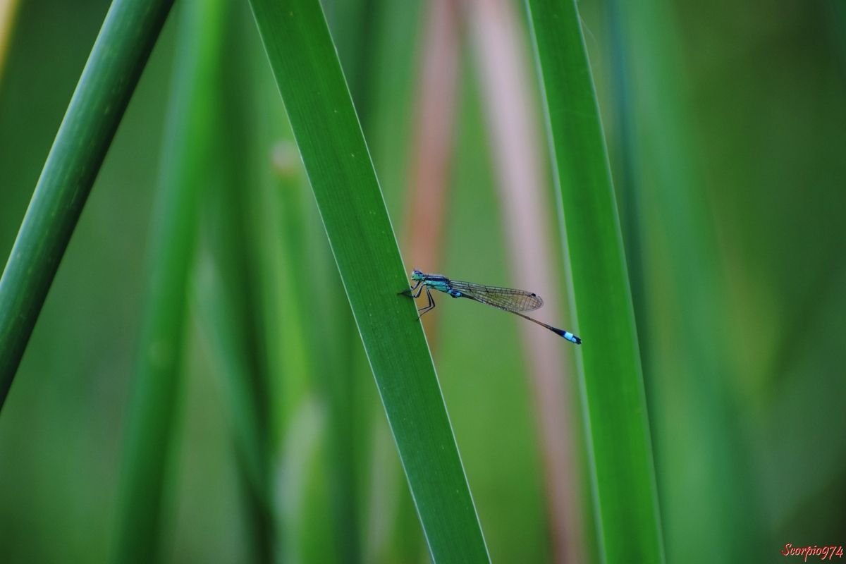 Odonate, odonate 974, odonate Réunion, odonate de la Réunion, odonate à la Réunion, Zygoptère, zygoptère 974, zygoptère Réunion, zygoptère de la Réunion, zygoptère à la Réunion, odonata, odonata 974, odonata Réunion, odonota de la Réunion, odonota à la Réunion, Faune, faune 974, faune Réunion, faune de la Réunion, faune à la Réunion, Insecte, insecte 974, insecte Réunion, insecte de la Réunion, insecte à la Réunion, Insecte volant, insecte volant 974, insecte volant Réunion, insecte volant de la Réunion, insecte volant à la Réunion,  Insecte avec des ailes, Insecte avec des ailes 974, Insecte avec des ailes Réunion, Insecte avec des ailes de la Réunion, Insecte avec des ailes à la Réunion, Insecte demoiselle, Insecte demoiselle 974, Insecte demoiselle Réunion, Insecte demoiselle de la Réunion, Insecte demoiselle à la Réunion, Demoiselle insecte, Demoiselle insecte 974, Demoiselle insecte Réunion, Demoiselle insecte de la Réunion, Demoiselle insecte à la Réunion, Demoiselle, Demoiselle 974, Demoiselle Réunion, Demoiselle de la Réunion, Demoiselle à la Réunion, Agrion senegalensis, Agrion senegalensis 974, Agrion senegalensis Réunion, Agrion senegalensis de la Réunion, Agrion senegalensis à la Réunion, Agrion senegalensis (Rambur, 1842), Agrion senegalensis (Rambur, 1842) 974, Agrion senegalensis (Rambur, 1842) Réunion, Agrion senegalensis (Rambur, 1842) de la Réunion, Agrion senegalensis (Rambur, 1842) à la Réunion, Agrion senegalensis Rambur 1842, Agrion senegalensis Rambur 1842 974, Agrion senegalensis Rambur 1842 Réunion, Agrion senegalensis Rambur 1842 de la Réunion, Agrion senegalensis Rambur 1842 à la Réunion, Ischnura senegalensis, Ischnura senegalensis 974, Ischnura senegalensis Réunion, Ischnura senegalensis de la Réunion, Ischnura senegalensis à la Réunion, Ischnura senegalensis (Rambur, 1842), Ischnura senegalensis (Rambur, 1842) 974, Ischnura senegalensis (Rambur, 1842) Réunion, Ischnura senegalensis (Rambur, 1842) de la Réunion, Ischnura senegalensis (Rambur, 1842) à la Réunion, Ischnura senegalensis Rambur 1842, Ischnura senegalensis Rambur 1842 974, Ischnura senegalensis Rambur 1842 Réunion, Ischnura senegalensis Rambur 1842 à la Réunion, Ischnura senegalensis Rambur 1842 de la Réunion, agrion du Sénégal, agrion du Sénégal 974, agrion du Sénégal Réunion, agrion du Sénégal de la Réunion, agrion du Sénégal à la Réunion, Marsh Bluetail, Marsh Bluetail 974, Marsh Bluetail Réunion, Marsh Bluetail de la réunion, Marsh Bluetail à la Réunion, Ubiquitous Bluetail, Ubiquitous Bluetail 974, Ubiquitous Bluetail Réunion, Ubiquitous Bluetail de la Réunion, Ubiquitous Bluetail à la Réunion, African Bluetail, African Bluetail 974, African Bluetail Réunion, African Bluetail de la Réunion,, African Bluetail à la Réunion, Golden Dartlet, Golden Dartlet 974, Golden Dartlet Réunion, Golden Dartlet de la Réunion, Golden Dartlet à la Réunion, Damselfly, Damselfly 974, Damselfly Réunion, Damselfly de la Réunion, Damselfly à la Réunion, Damselflies, Damselflies 974, Damselflies Réunion, Damselflies de la Réunion, Damselflies à la Réunin,  Dragonflies, Dragonflies 974, Dragonflies Réunion, Dragonflies de la Réunion, Dragonflies à la Réunion, Bluetail ischnura, Bluetail ischnura 974, Bluetail ischnura Réunion, Bluetail ischnura de la Réunion, Bluetail ischnura à la Réunion, Insecte vert avec des ailes, Insecte vert avec des ailes 974, Insecte vert avec des ailes Réunion, Insecte vert avec des ailes de la Réunion, Insecte vert avec des ailes à la Réunion, Demoiselle verte, Demoiselle verte 974, Demoiselle verte Réunion, Demoiselle verte de la Réunion, Demoiselle verte à la Réunion, Demoiselle verte et noire, Demoiselle verte et noire 974, Demoiselle verte et noire Réunion, Demoiselle verte et noire de la Réunion, Demoiselle verte et noire à la Réunion, Demoiselle verte bande noire, Demoiselle verte bande noire 974, Demoiselle verte bande noire Réunion, Demoiselle verte bande noire de la Réunion, Demoiselle verte bande noire à la Réunion,  Insecte vert, insecte vert 974, insecte vert Réunion, insecte vert à la Réunion, insecte vert de la Réunion, Insecte volant vert, Insecte volant vert 974, Insecte volant vert Réunion, Insecte volant vert de la Réunion, Insecte volant vert à la Réunion