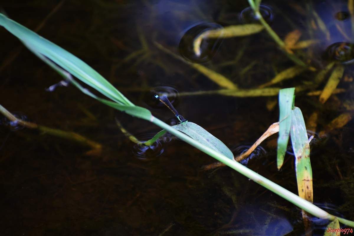 Des Agrions du Sénégal (Ischnura senegalensis (Rambur, 1842)).