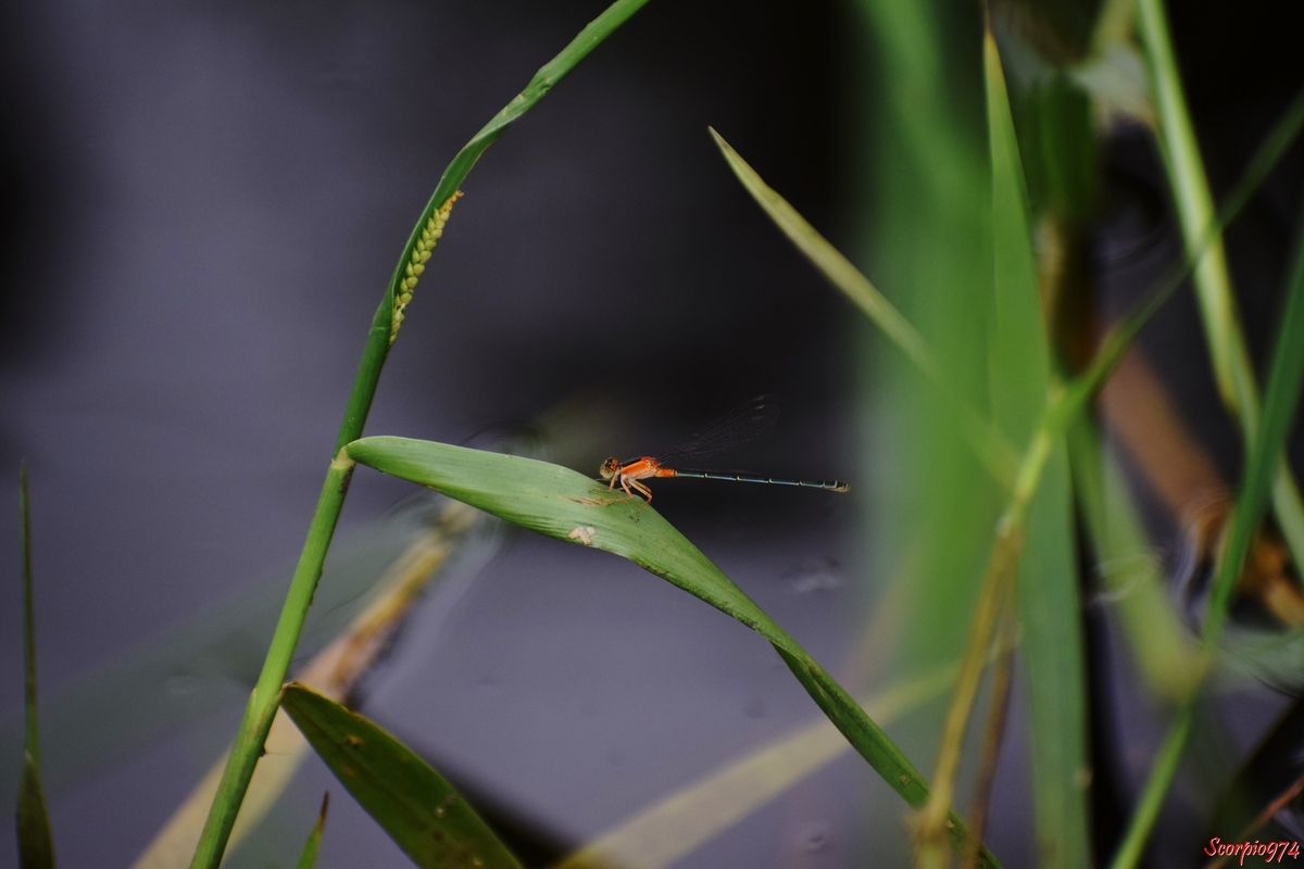 Odonate, odonate 974, odonate Réunion, odonate de la Réunion, odonate à la Réunion, Zygoptère, zygoptère 974, zygoptère Réunion, zygoptère de la Réunion, zygoptère à la Réunion, odonata, odonata 974, odonata Réunion, odonota de la Réunion, odonota à la Réunion, Faune, faune 974, faune Réunion, faune de la Réunion, faune à la Réunion, Insecte, insecte 974, insecte Réunion, insecte de la Réunion, insecte à la Réunion, Insecte volant, insecte volant 974, insecte volant Réunion, insecte volant de la Réunion, insecte volant à la Réunion,  Insecte avec des ailes, Insecte avec des ailes 974, Insecte avec des ailes Réunion, Insecte avec des ailes de la Réunion, Insecte avec des ailes à la Réunion, Insecte demoiselle, Insecte demoiselle 974, Insecte demoiselle Réunion, Insecte demoiselle de la Réunion, Insecte demoiselle à la Réunion, Demoiselle insecte, Demoiselle insecte 974, Demoiselle insecte Réunion, Demoiselle insecte de la Réunion, Demoiselle insecte à la Réunion, Demoiselle, Demoiselle 974, Demoiselle Réunion, Demoiselle de la Réunion, Demoiselle à la Réunion, Agrion senegalensis, Agrion senegalensis 974, Agrion senegalensis Réunion, Agrion senegalensis de la Réunion, Agrion senegalensis à la Réunion, Agrion senegalensis (Rambur, 1842), Agrion senegalensis (Rambur, 1842) 974, Agrion senegalensis (Rambur, 1842) Réunion, Agrion senegalensis (Rambur, 1842) de la Réunion, Agrion senegalensis (Rambur, 1842) à la Réunion, Agrion senegalensis Rambur 1842, Agrion senegalensis Rambur 1842 974, Agrion senegalensis Rambur 1842 Réunion, Agrion senegalensis Rambur 1842 de la Réunion, Agrion senegalensis Rambur 1842 à la Réunion, Ischnura senegalensis, Ischnura senegalensis 974, Ischnura senegalensis Réunion, Ischnura senegalensis de la Réunion, Ischnura senegalensis à la Réunion, Ischnura senegalensis (Rambur, 1842), Ischnura senegalensis (Rambur, 1842) 974, Ischnura senegalensis (Rambur, 1842) Réunion, Ischnura senegalensis (Rambur, 1842) de la Réunion, Ischnura senegalensis (Rambur, 1842) à la Réunion, Ischnura senegalensis Rambur 1842, Ischnura senegalensis Rambur 1842 974, Ischnura senegalensis Rambur 1842 Réunion, Ischnura senegalensis Rambur 1842 à la Réunion, Ischnura senegalensis Rambur 1842 de la Réunion, agrion du Sénégal, agrion du Sénégal 974, agrion du Sénégal Réunion, agrion du Sénégal de la Réunion, agrion du Sénégal à la Réunion, Marsh Bluetail, Marsh Bluetail 974, Marsh Bluetail Réunion, Marsh Bluetail de la réunion, Marsh Bluetail à la Réunion, Ubiquitous Bluetail, Ubiquitous Bluetail 974, Ubiquitous Bluetail Réunion, Ubiquitous Bluetail de la Réunion, Ubiquitous Bluetail à la Réunion, African Bluetail, African Bluetail 974, African Bluetail Réunion, African Bluetail de la Réunion,, African Bluetail à la Réunion, Golden Dartlet, Golden Dartlet 974, Golden Dartlet Réunion, Golden Dartlet de la Réunion, Golden Dartlet à la Réunion, Damselfly, Damselfly 974, Damselfly Réunion, Damselfly de la Réunion, Damselfly à la Réunion, Damselflies, Damselflies 974, Damselflies Réunion, Damselflies de la Réunion, Damselflies à la Réunin,  Dragonflies, Dragonflies 974, Dragonflies Réunion, Dragonflies de la Réunion, Dragonflies à la Réunion, Bluetail ischnura, Bluetail ischnura 974, Bluetail ischnura Réunion, Bluetail ischnura de la Réunion, Bluetail ischnura à la Réunion, Demoiselle orange, Demoiselle orange 974, Demoiselle orange Réunion, Demoiselle orange de la Réunion, Demoiselle orange à la Réunion, Demoiselle orange et noir, Demoiselle orange et noir 974, Demoiselle orange et noir Réunion, Demoiselle orange et noir de la Réunion, Demoiselle orange et noir à la Réunion, Demoiselle orange bande noire, Demoiselle orange bande noire 974, Demoiselle orange bande noire Réunion, Demoiselle orange bande noire de la Réunion, Demoiselle orange bande noire à la Réunion, Insecte orange avec des ailes, Insecte orange avec des ailes 974, Insecte orange avec des ailes Réunion, Insecte orange avec des ailes de la Réunion, Insecte orange avec des ailes à la Réunion, Insecte orange, Insecte orange 974, Insecte orange Réunion, Insecte orange de la Réunion, Insecte orange à la Réunion, Insecte volant orange, Insecte volant orange 974, Insecte volant orange Réunion, Insecte volant orange de la Réunion, Insecte volant orange à la Réunion 