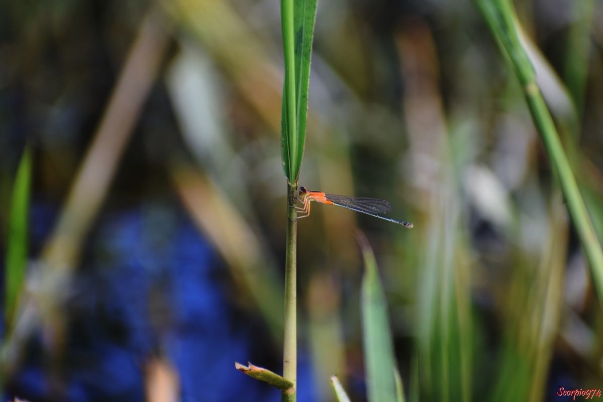 Odonate, odonate 974, odonate Réunion, odonate de la Réunion, odonate à la Réunion, Zygoptère, zygoptère 974, zygoptère Réunion, zygoptère de la Réunion, zygoptère à la Réunion, odonata, odonata 974, odonata Réunion, odonota de la Réunion, odonota à la Réunion, Faune, faune 974, faune Réunion, faune de la Réunion, faune à la Réunion, Insecte, insecte 974, insecte Réunion, insecte de la Réunion, insecte à la Réunion, Insecte volant, insecte volant 974, insecte volant Réunion, insecte volant de la Réunion, insecte volant à la Réunion,  Insecte avec des ailes, Insecte avec des ailes 974, Insecte avec des ailes Réunion, Insecte avec des ailes de la Réunion, Insecte avec des ailes à la Réunion, Insecte demoiselle, Insecte demoiselle 974, Insecte demoiselle Réunion, Insecte demoiselle de la Réunion, Insecte demoiselle à la Réunion, Demoiselle insecte, Demoiselle insecte 974, Demoiselle insecte Réunion, Demoiselle insecte de la Réunion, Demoiselle insecte à la Réunion, Demoiselle, Demoiselle 974, Demoiselle Réunion, Demoiselle de la Réunion, Demoiselle à la Réunion, Agrion senegalensis, Agrion senegalensis 974, Agrion senegalensis Réunion, Agrion senegalensis de la Réunion, Agrion senegalensis à la Réunion, Agrion senegalensis (Rambur, 1842), Agrion senegalensis (Rambur, 1842) 974, Agrion senegalensis (Rambur, 1842) Réunion, Agrion senegalensis (Rambur, 1842) de la Réunion, Agrion senegalensis (Rambur, 1842) à la Réunion, Agrion senegalensis Rambur 1842, Agrion senegalensis Rambur 1842 974, Agrion senegalensis Rambur 1842 Réunion, Agrion senegalensis Rambur 1842 de la Réunion, Agrion senegalensis Rambur 1842 à la Réunion, Ischnura senegalensis, Ischnura senegalensis 974, Ischnura senegalensis Réunion, Ischnura senegalensis de la Réunion, Ischnura senegalensis à la Réunion, Ischnura senegalensis (Rambur, 1842), Ischnura senegalensis (Rambur, 1842) 974, Ischnura senegalensis (Rambur, 1842) Réunion, Ischnura senegalensis (Rambur, 1842) de la Réunion, Ischnura senegalensis (Rambur, 1842) à la Réunion, Ischnura senegalensis Rambur 1842, Ischnura senegalensis Rambur 1842 974, Ischnura senegalensis Rambur 1842 Réunion, Ischnura senegalensis Rambur 1842 à la Réunion, Ischnura senegalensis Rambur 1842 de la Réunion, agrion du Sénégal, agrion du Sénégal 974, agrion du Sénégal Réunion, agrion du Sénégal de la Réunion, agrion du Sénégal à la Réunion, Marsh Bluetail, Marsh Bluetail 974, Marsh Bluetail Réunion, Marsh Bluetail de la réunion, Marsh Bluetail à la Réunion, Ubiquitous Bluetail, Ubiquitous Bluetail 974, Ubiquitous Bluetail Réunion, Ubiquitous Bluetail de la Réunion, Ubiquitous Bluetail à la Réunion, African Bluetail, African Bluetail 974, African Bluetail Réunion, African Bluetail de la Réunion,, African Bluetail à la Réunion, Golden Dartlet, Golden Dartlet 974, Golden Dartlet Réunion, Golden Dartlet de la Réunion, Golden Dartlet à la Réunion, Damselfly, Damselfly 974, Damselfly Réunion, Damselfly de la Réunion, Damselfly à la Réunion, Damselflies, Damselflies 974, Damselflies Réunion, Damselflies de la Réunion, Damselflies à la Réunin,  Dragonflies, Dragonflies 974, Dragonflies Réunion, Dragonflies de la Réunion, Dragonflies à la Réunion, Bluetail ischnura, Bluetail ischnura 974, Bluetail ischnura Réunion, Bluetail ischnura de la Réunion, Bluetail ischnura à la Réunion, Demoiselle orange, Demoiselle orange 974, Demoiselle orange Réunion, Demoiselle orange de la Réunion, Demoiselle orange à la Réunion, Demoiselle orange et noir, Demoiselle orange et noir 974, Demoiselle orange et noir Réunion, Demoiselle orange et noir de la Réunion, Demoiselle orange et noir à la Réunion, Demoiselle orange bande noire, Demoiselle orange bande noire 974, Demoiselle orange bande noire Réunion, Demoiselle orange bande noire de la Réunion, Demoiselle orange bande noire à la Réunion, Insecte orange avec des ailes, Insecte orange avec des ailes 974, Insecte orange avec des ailes Réunion, Insecte orange avec des ailes de la Réunion, Insecte orange avec des ailes à la Réunion, Insecte orange, Insecte orange 974, Insecte orange Réunion, Insecte orange de la Réunion, Insecte orange à la Réunion, Insecte volant orange, Insecte volant orange 974, Insecte volant orange Réunion, Insecte volant orange de la Réunion, Insecte volant orange à la Réunion 