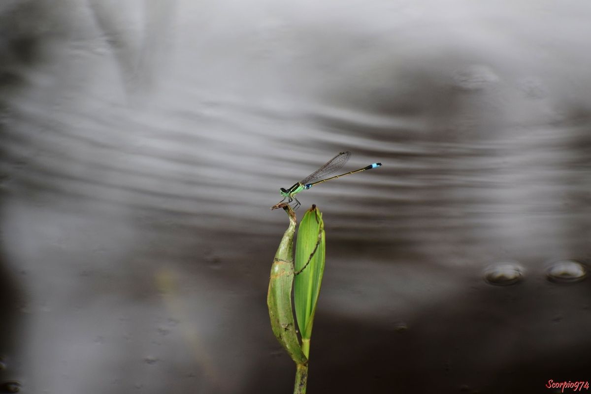 Odonate, odonate 974, odonate Réunion, odonate de la Réunion, odonate à la Réunion, Zygoptère, zygoptère 974, zygoptère Réunion, zygoptère de la Réunion, zygoptère à la Réunion, odonata, odonata 974, odonata Réunion, odonota de la Réunion, odonota à la Réunion, Faune, faune 974, faune Réunion, faune de la Réunion, faune à la Réunion, Insecte, insecte 974, insecte Réunion, insecte de la Réunion, insecte à la Réunion, Insecte volant, insecte volant 974, insecte volant Réunion, insecte volant de la Réunion, insecte volant à la Réunion,  Insecte avec des ailes, Insecte avec des ailes 974, Insecte avec des ailes Réunion, Insecte avec des ailes de la Réunion, Insecte avec des ailes à la Réunion, Insecte demoiselle, Insecte demoiselle 974, Insecte demoiselle Réunion, Insecte demoiselle de la Réunion, Insecte demoiselle à la Réunion, Demoiselle insecte, Demoiselle insecte 974, Demoiselle insecte Réunion, Demoiselle insecte de la Réunion, Demoiselle insecte à la Réunion, Demoiselle, Demoiselle 974, Demoiselle Réunion, Demoiselle de la Réunion, Demoiselle à la Réunion, Agrion senegalensis, Agrion senegalensis 974, Agrion senegalensis Réunion, Agrion senegalensis de la Réunion, Agrion senegalensis à la Réunion, Agrion senegalensis (Rambur, 1842), Agrion senegalensis (Rambur, 1842) 974, Agrion senegalensis (Rambur, 1842) Réunion, Agrion senegalensis (Rambur, 1842) de la Réunion, Agrion senegalensis (Rambur, 1842) à la Réunion, Agrion senegalensis Rambur 1842, Agrion senegalensis Rambur 1842 974, Agrion senegalensis Rambur 1842 Réunion, Agrion senegalensis Rambur 1842 de la Réunion, Agrion senegalensis Rambur 1842 à la Réunion, Ischnura senegalensis, Ischnura senegalensis 974, Ischnura senegalensis Réunion, Ischnura senegalensis de la Réunion, Ischnura senegalensis à la Réunion, Ischnura senegalensis (Rambur, 1842), Ischnura senegalensis (Rambur, 1842) 974, Ischnura senegalensis (Rambur, 1842) Réunion, Ischnura senegalensis (Rambur, 1842) de la Réunion, Ischnura senegalensis (Rambur, 1842) à la Réunion, Ischnura senegalensis Rambur 1842, Ischnura senegalensis Rambur 1842 974, Ischnura senegalensis Rambur 1842 Réunion, Ischnura senegalensis Rambur 1842 à la Réunion, Ischnura senegalensis Rambur 1842 de la Réunion, agrion du Sénégal, agrion du Sénégal 974, agrion du Sénégal Réunion, agrion du Sénégal de la Réunion, agrion du Sénégal à la Réunion, Marsh Bluetail, Marsh Bluetail 974, Marsh Bluetail Réunion, Marsh Bluetail de la réunion, Marsh Bluetail à la Réunion, Ubiquitous Bluetail, Ubiquitous Bluetail 974, Ubiquitous Bluetail Réunion, Ubiquitous Bluetail de la Réunion, Ubiquitous Bluetail à la Réunion, African Bluetail, African Bluetail 974, African Bluetail Réunion, African Bluetail de la Réunion,, African Bluetail à la Réunion, Golden Dartlet, Golden Dartlet 974, Golden Dartlet Réunion, Golden Dartlet de la Réunion, Golden Dartlet à la Réunion, Damselfly, Damselfly 974, Damselfly Réunion, Damselfly de la Réunion, Damselfly à la Réunion, Damselflies, Damselflies 974, Damselflies Réunion, Damselflies de la Réunion, Damselflies à la Réunin,  Dragonflies, Dragonflies 974, Dragonflies Réunion, Dragonflies de la Réunion, Dragonflies à la Réunion, Bluetail ischnura, Bluetail ischnura 974, Bluetail ischnura Réunion, Bluetail ischnura de la Réunion, Bluetail ischnura à la Réunion, Insecte vert avec des ailes, Insecte vert avec des ailes 974, Insecte vert avec des ailes Réunion, Insecte vert avec des ailes de la Réunion, Insecte vert avec des ailes à la Réunion, Demoiselle verte, Demoiselle verte 974, Demoiselle verte Réunion, Demoiselle verte de la Réunion, Demoiselle verte à la Réunion, Demoiselle verte et noire, Demoiselle verte et noire 974, Demoiselle verte et noire Réunion, Demoiselle verte et noire de la Réunion, Demoiselle verte et noire à la Réunion, Demoiselle verte bande noire, Demoiselle verte bande noire 974, Demoiselle verte bande noire Réunion, Demoiselle verte bande noire de la Réunion, Demoiselle verte bande noire à la Réunion,  Insecte vert, insecte vert 974, insecte vert Réunion, insecte vert à la Réunion, insecte vert de la Réunion, Insecte volant vert, Insecte volant vert 974, Insecte volant vert Réunion, Insecte volant vert de la Réunion, Insecte volant vert à la Réunion