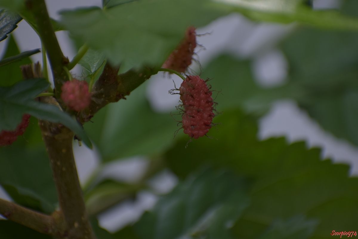 Le Mûrier blanc (Morus alba (L., 1753)).