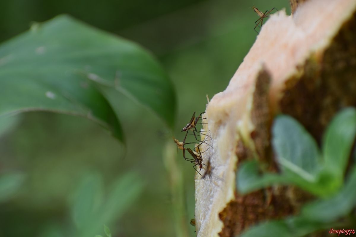 La Mouche à longues pattes (Telostylinus lineolatus (Wiedemann, 1830)).