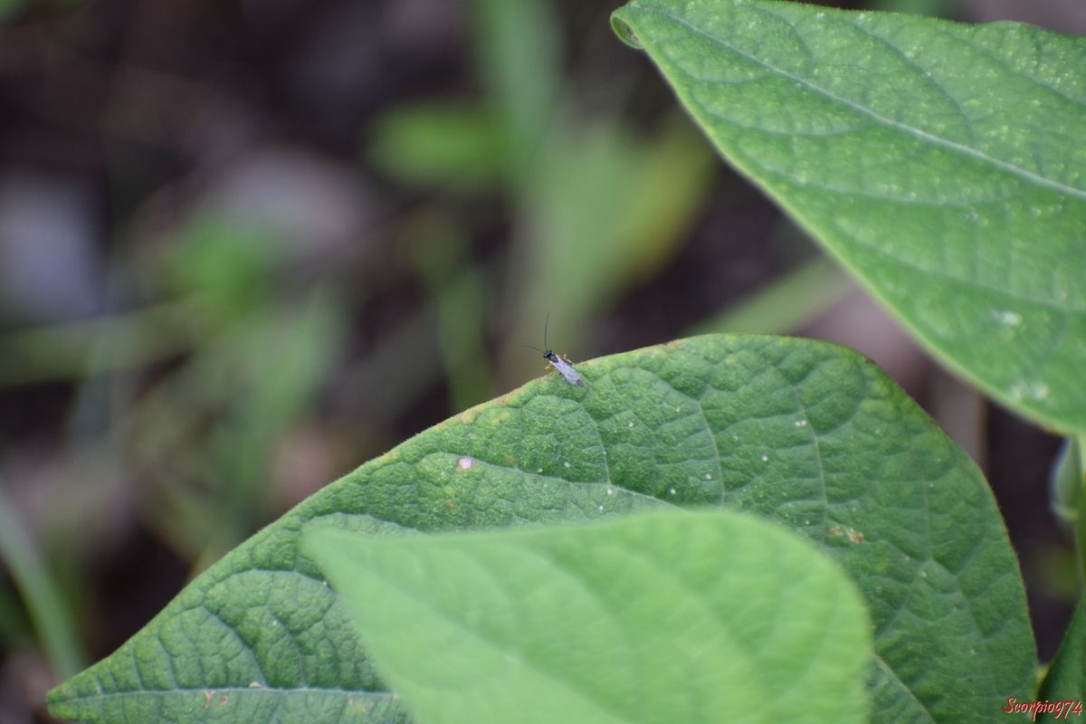 nature, nature 974, nature Réunion, nature à la Réunion, nature de la Réunion, faune, faune 974, faune Réunion, faune à la Réunion, faune de la Réunion, animal, animal 974, animal Réunion, animal de la Réunion, animal à la Réunion, animaux, animaux 974, animaux Réunion, animaux de la Réunion, animaux à la Réunion, insecte, insecte 974, insecte Réunion, insecte de la Réunion, insecte à la Réunion, insecte volant, insecte volant 974, insecte volant Réunion, insecte volant de la Réunion, insecte volant à la Réunion, insecte avec ailes, insecte avec ailes 974, insecte avec ailes Réunion, insecte avec ailes de la Réunion, insecte avec ailes à la Réunion, insecte avec moyennes antennes, insecte avec moyennes antennes 974, insecte avec moyennes antennes Réunion, insecte avec moyennes antennes de la Réunion, insecte avec moyennes antennes à la Réunion, insecte abdomen noir, insecte abdomen noir 974, insecte abdomen noir Réunion, insecte abdomen noir de la Réunion, insecte abdomen noir à la Réunion, insecte abdomen noir pattes oranges,insecte abdomen noir pattes oranges 974, insecte abdomen noir pattes oranges Réunion, insecte abdomen noir pattes oranges de la Réunion, insecte abdomen noir pattes oranges à la Réunion, insecte pattes oranges, insecte pattes oranges 974, insecte pattes oranges Réunion, insecte pattes oranges de la Réunion, insecte pattes oranges à la Réunion, insecte volant pattes oranges, insecte volant pattes oranges 974, insecte volant pattes oranges Réunion, insecte volant pattes oranges de la Réunion, insecte volant pattes oranges  à la Réunion, insecte avec aile patte orange insecte avec aile patte orange 974, insecte avec aile patte orange Réunion, insecte avec aile patte orange de la Réunion, insecte avec aile patte orange à la Réunion, insecte à longues pattes, insecte à longues pattes 974, insecte à longues pattes Réunion, insecte à longues pattes de la Réunion, insecte à longues pattes à la Réunion, insecte à longues pattes oranges, insecte à longues pattes oranges 974, insecte à longues pattes oranges Réunion, insecte à longues pattes oranges de la Réunion, insecte à longues pattes oranges à la Réunion, insecte volant longues pattes oranges,insecte volant longues pattes oranges 974, insecte volant longues pattes oranges Réunion, insecte volant longues pattes oranges de la Réunion, insecte volant longues pattes oranges à la Réunion, hymenoptère, hymenoptère 974, hymenoptère Réunion, hymenoptère de la Réunion, hymenoptère à la Réunion, hymenoptère abdomen noir, hymenoptère abdomen noir 974, hymenoptère abdomen noir Réunion, hymenoptère abdomen noir de la Réunion, hymenoptère abdomen noir à la Réunion, hymenoptère abdomen noir longues pattes, hymenoptère abdomen noir longues pattes 974, hymenoptère abdomen noir longues pattes Réunion, hymenoptère abdomen noir longues pattes de la Réunion, hymenoptère abdomen noir longues pattes à la Réunion, hymenoptère abdomen noir longues pattes oranges, hymenoptère abdomen noir longues pattes oranges 974, hymenoptère abdomen noir longues pattes oranges Réunion, hymenoptère abdomen noir longues pattes oranges de la Réunion, hymenoptère abdomen noir longues pattes oranges à la Réunion, diplazon, diplazon 974, diplazon Réunion, diplazon de la Réunion, diplazon à la Réunion, diplazon laetatorius, diplazon laetatorius 974, diplazon laetatorius Réunion, diplazon laetatorius de la Réunion, diplazon laetatorius à la Réunion, diplazon laetatorius fabricius, diplazon laetatorius fabricius 974, diplazon laetatorius fabricius Réunion, diplazon laetatorius fabricius de la Réunion, diplazon laetatorius fabricius à la Réunion, diplazon laetatorius fabricius 1781, diplazon laetatorius fabricius 1781 Réunion, diplazon laetatorius fabricius 1781 de la Réunion, diplazon laetatorius fabricius 1781 à la Réunion, diplazon laetatorius (Fabricius, 1781), diplazon laetatorius (Fabricius, 1781) 974, diplazon laetatorius (Fabricius, 1781) Réunion, diplazon laetatorius (Fabricius, 1781) de la Réunion, diplazon laetatorius (Fabricius, 1781) à la Réunion