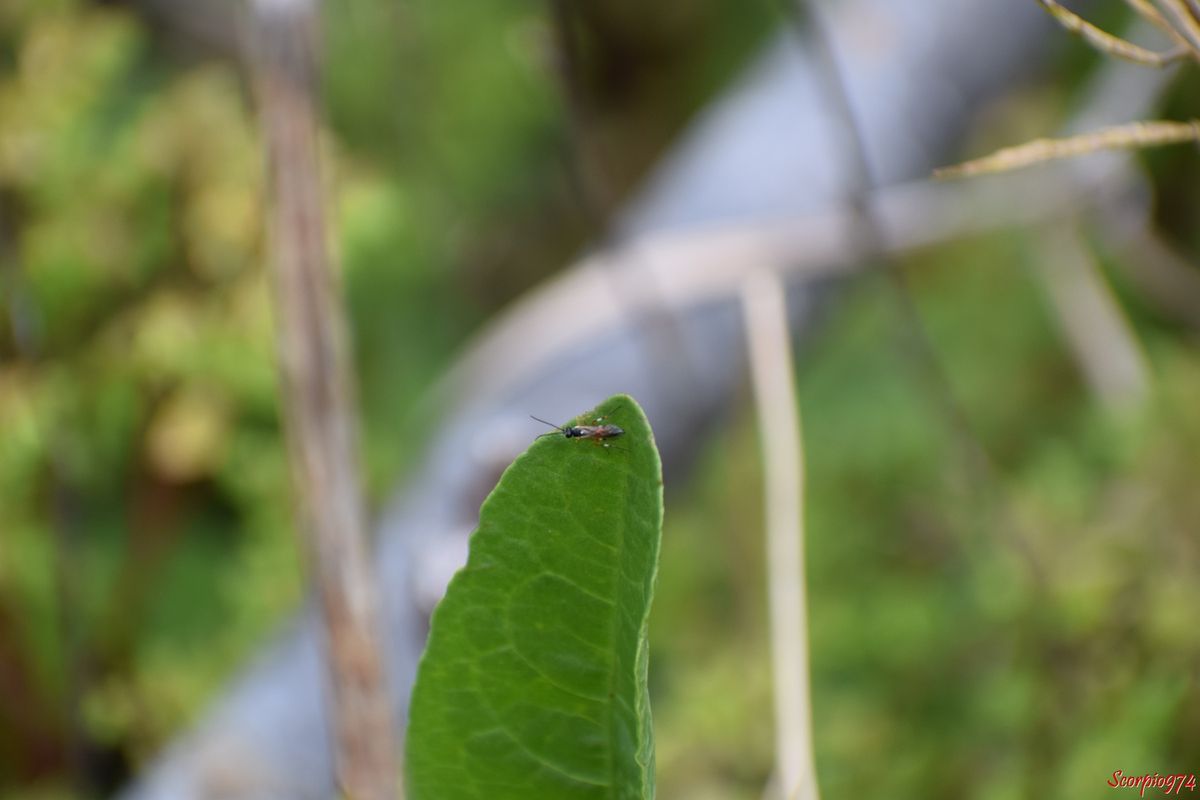 Le Diplazon laetatorius (Fabricius, 1781).